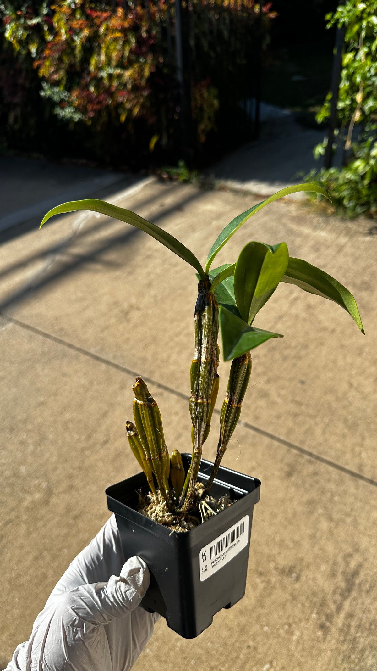 Dendrobium griffithianum 'Yellow Yuan'