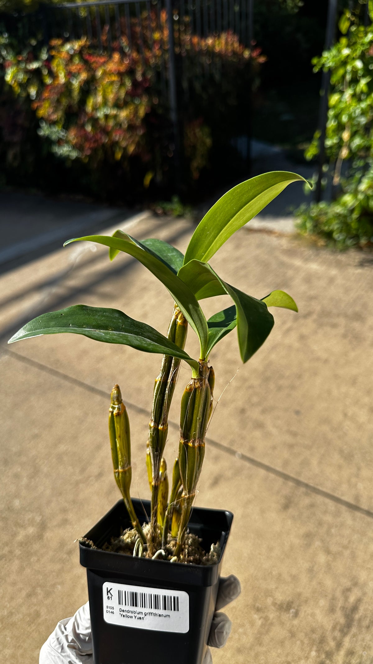 Dendrobium griffithianum 'Yellow Yuan'