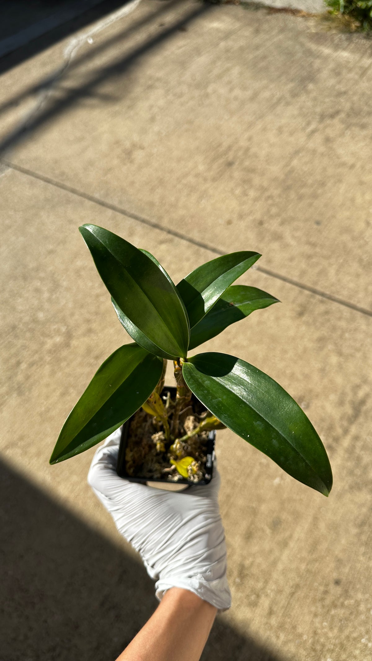 Dendrobium griffithianum 'Yellow Yuan'