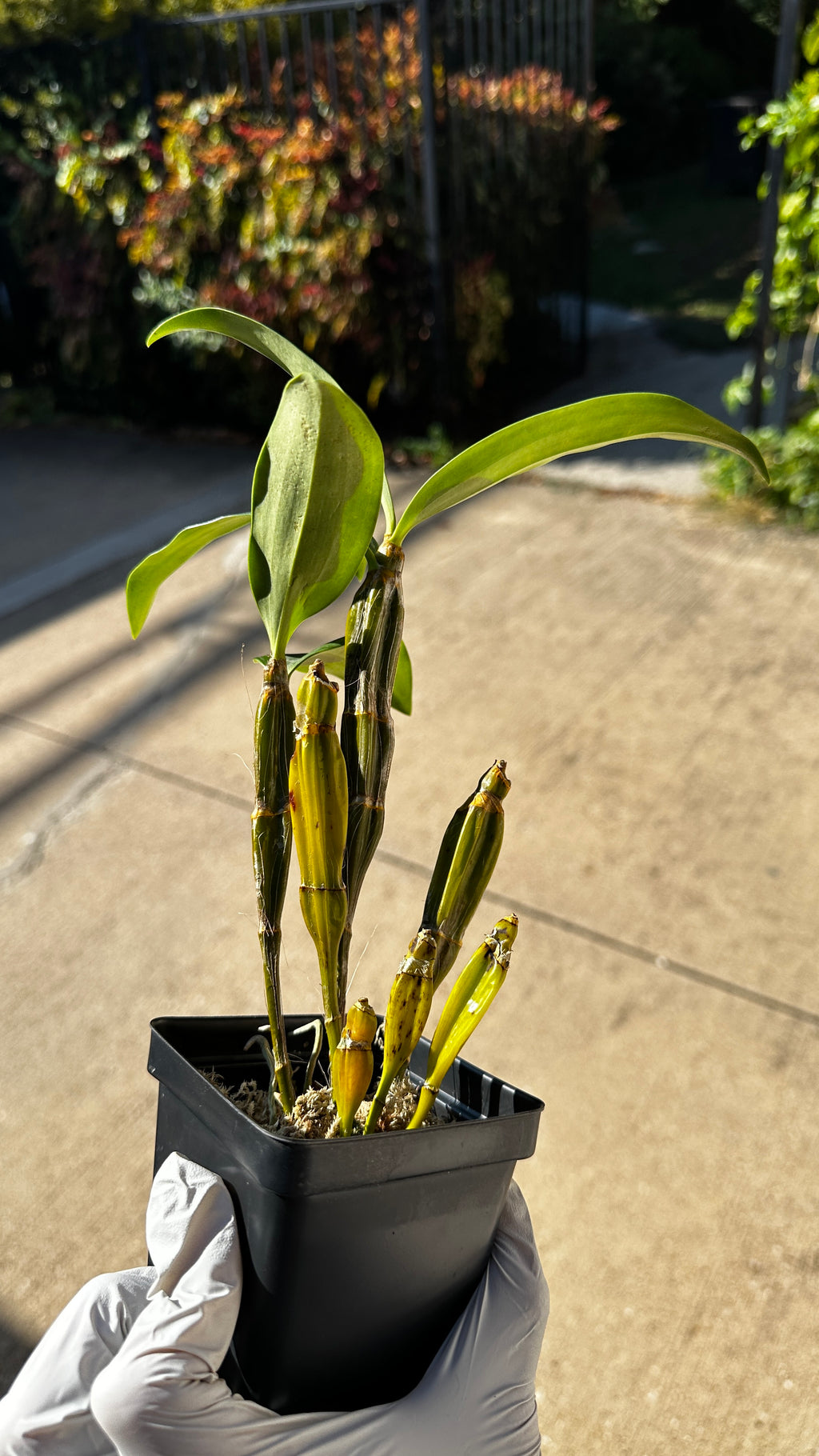 Dendrobium griffithianum 'Yellow Yuan'