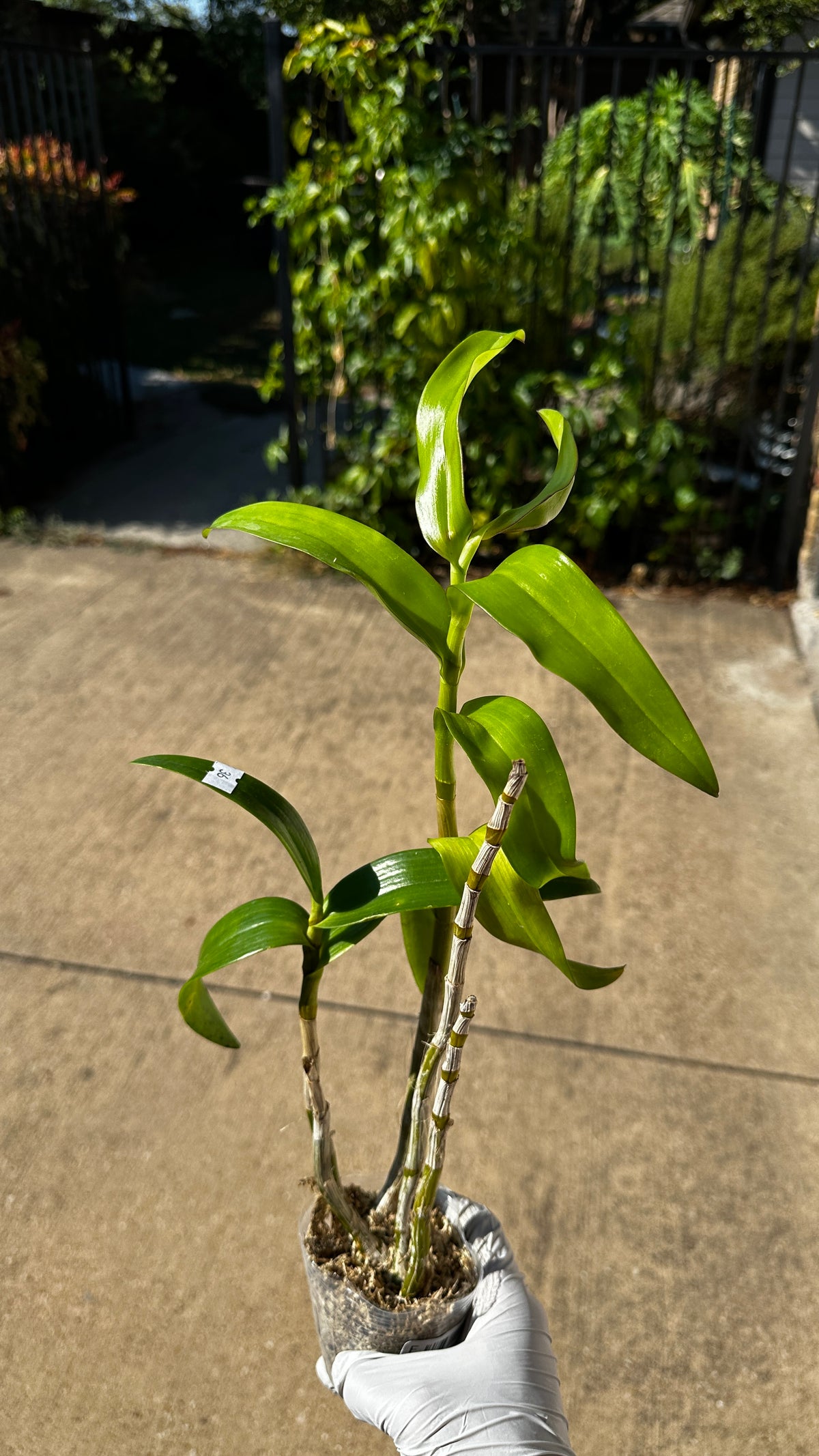 Dendrobium helix x Doctor Uthai
