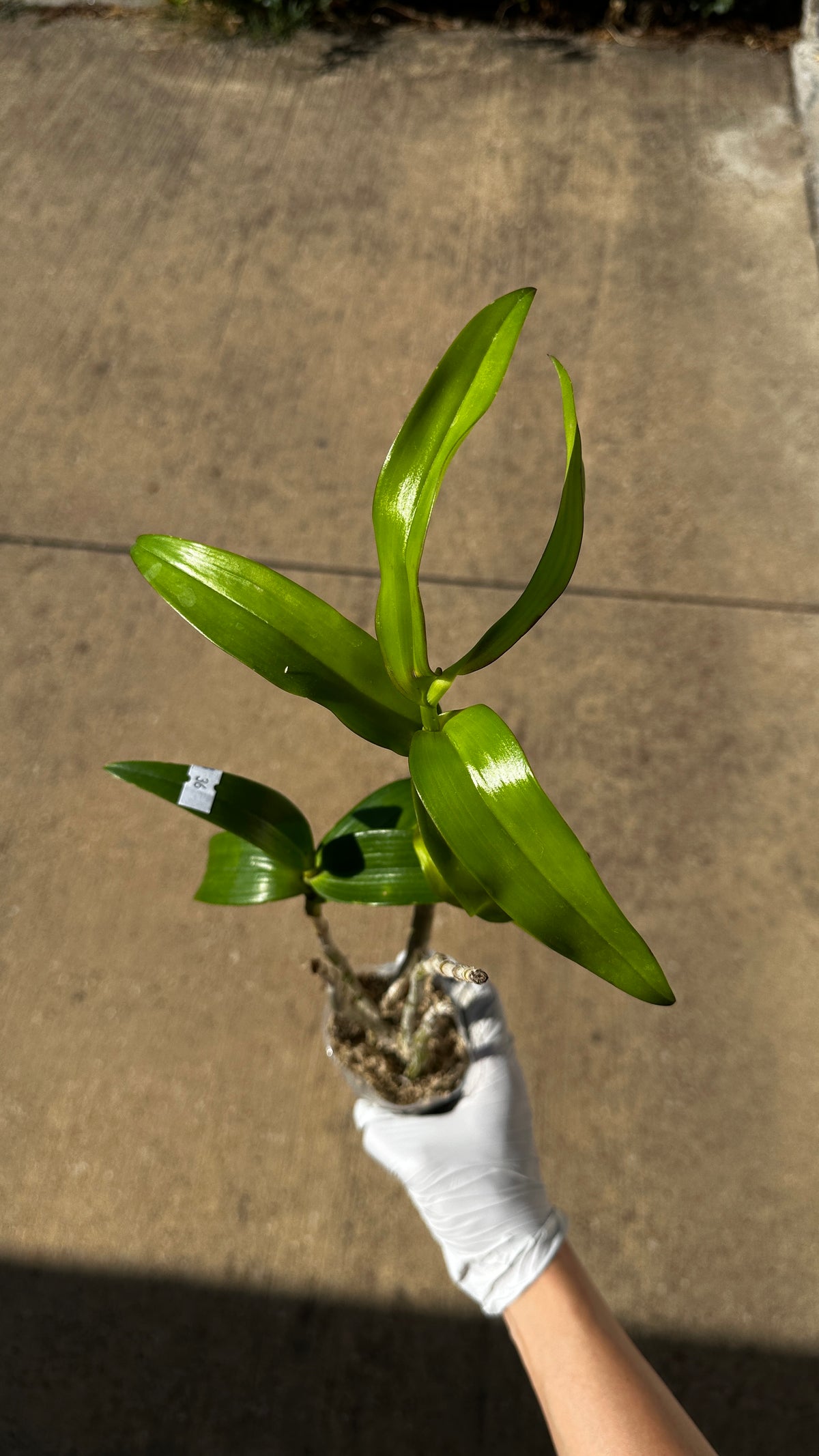 Dendrobium helix x Doctor Uthai