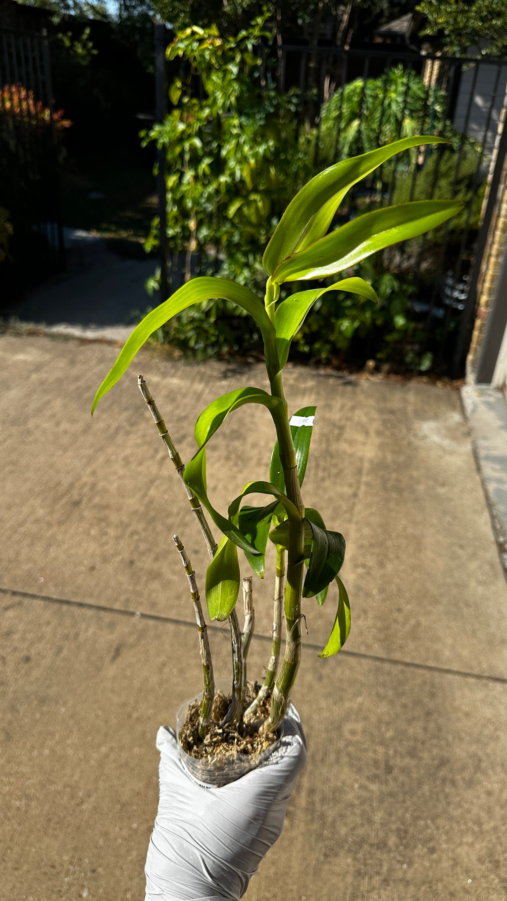 Dendrobium helix x Doctor Uthai