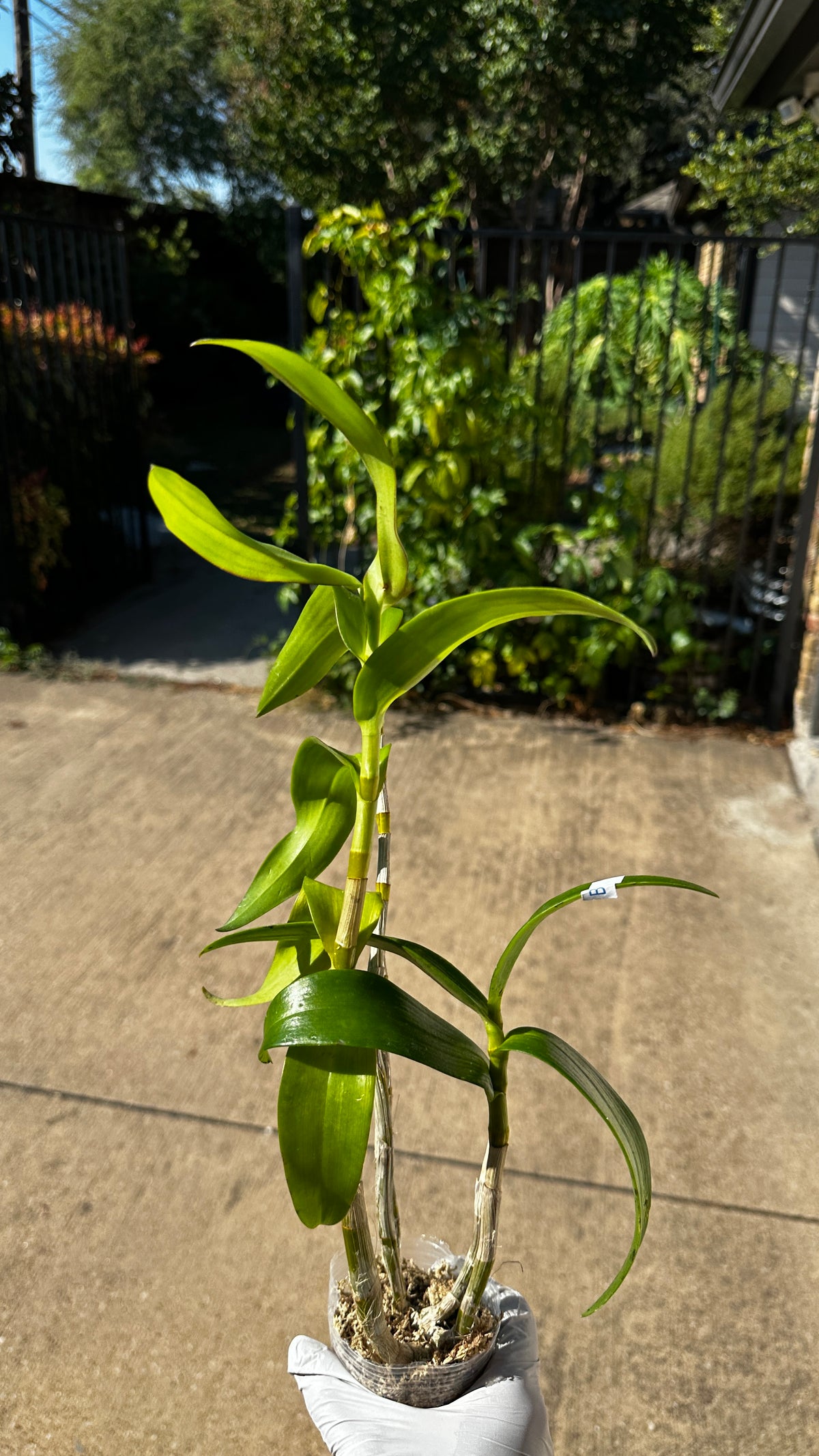 Dendrobium helix x Doctor Uthai