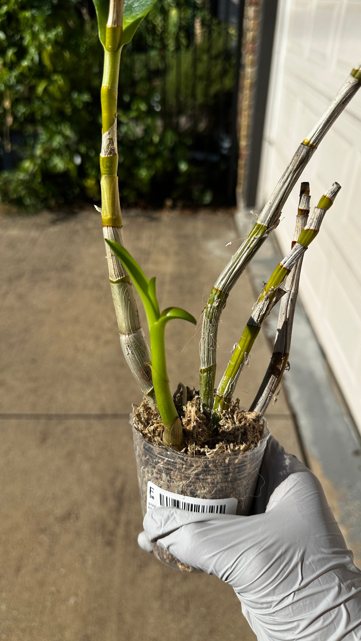Dendrobium helix x Doctor Uthai
