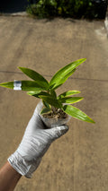 Dendrobium kingianum (variegata) variegated
