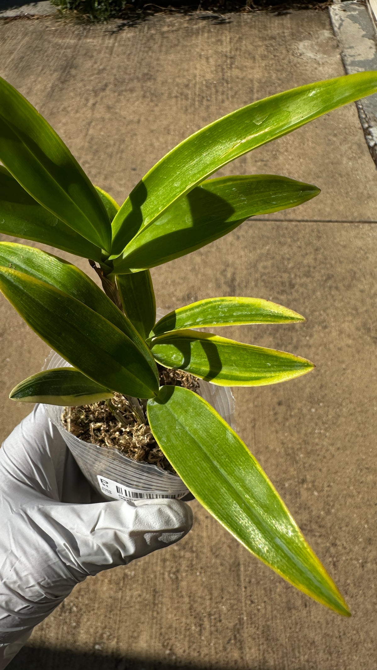 Dendrobium kingianum (variegata) variegated