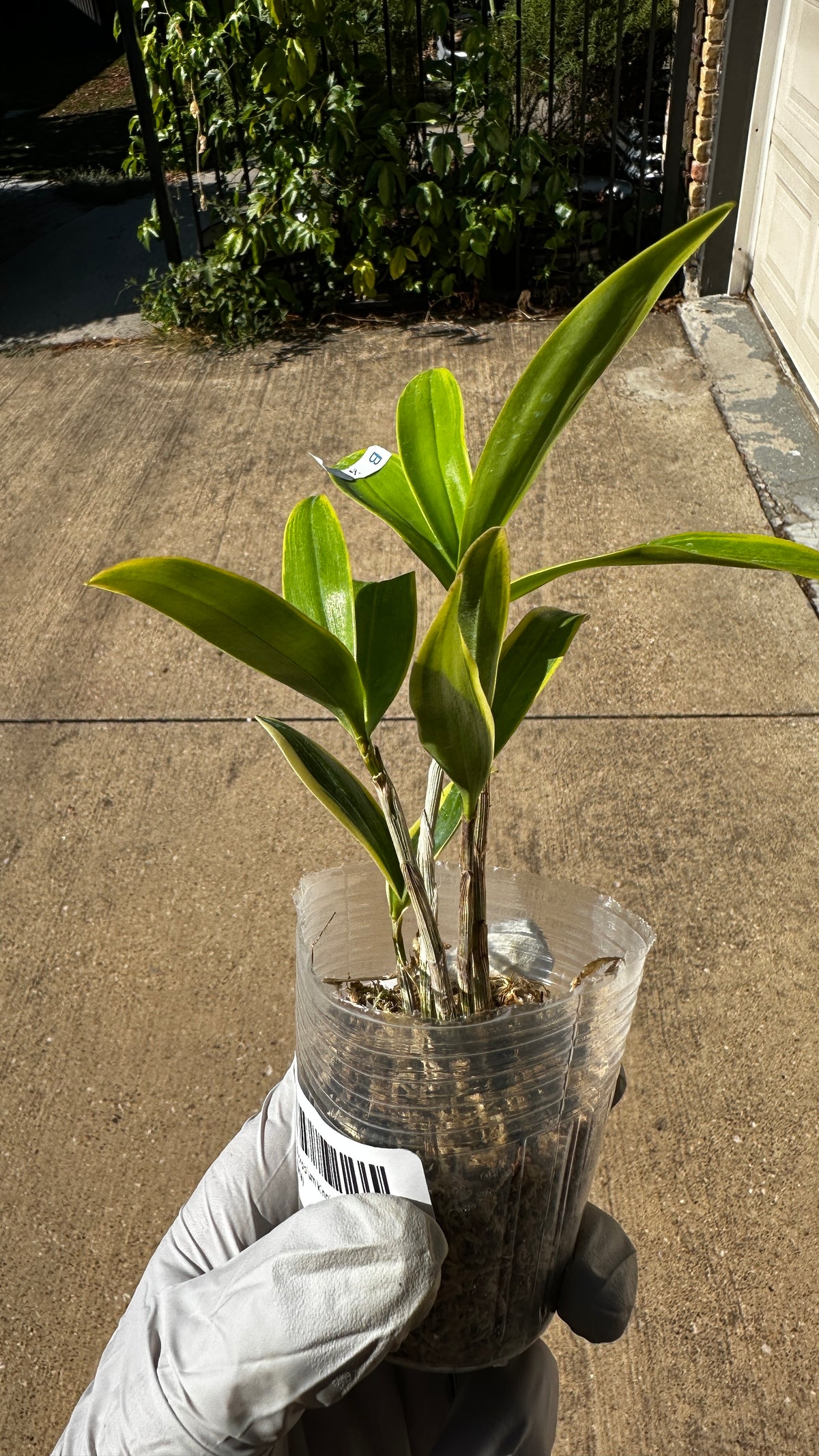 Dendrobium kingianum (variegata) variegated