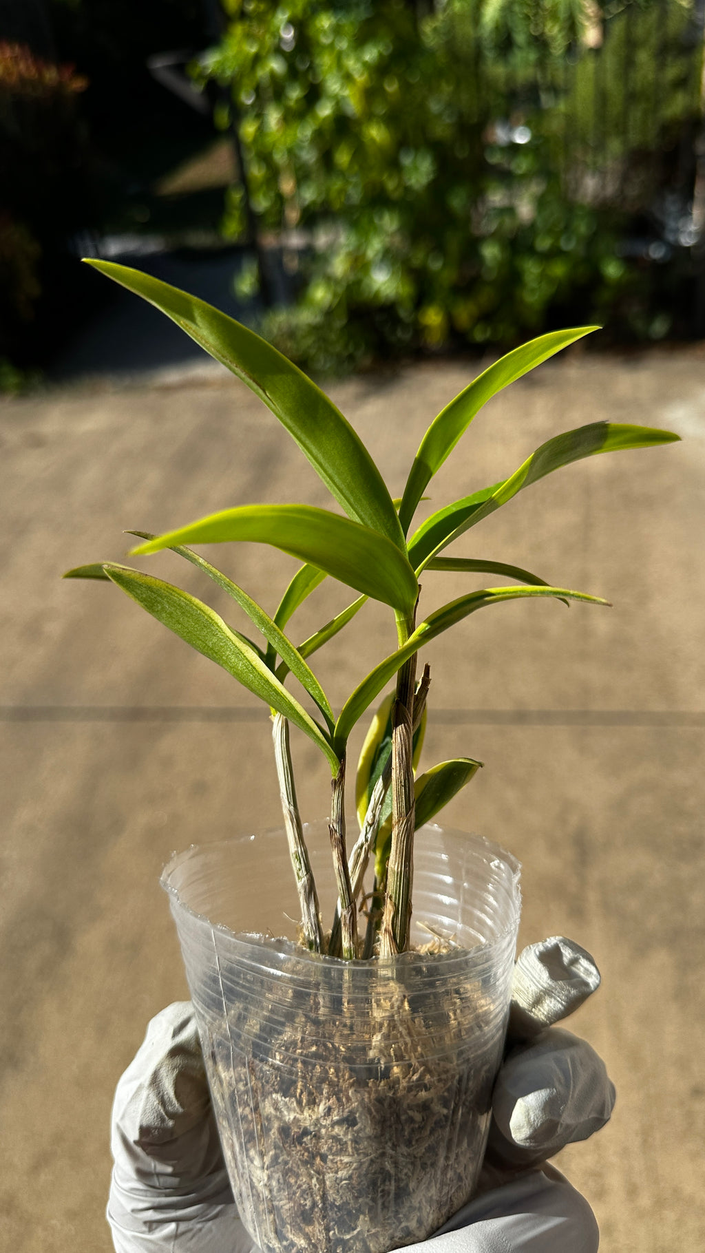 Dendrobium kingianum (variegata) variegated