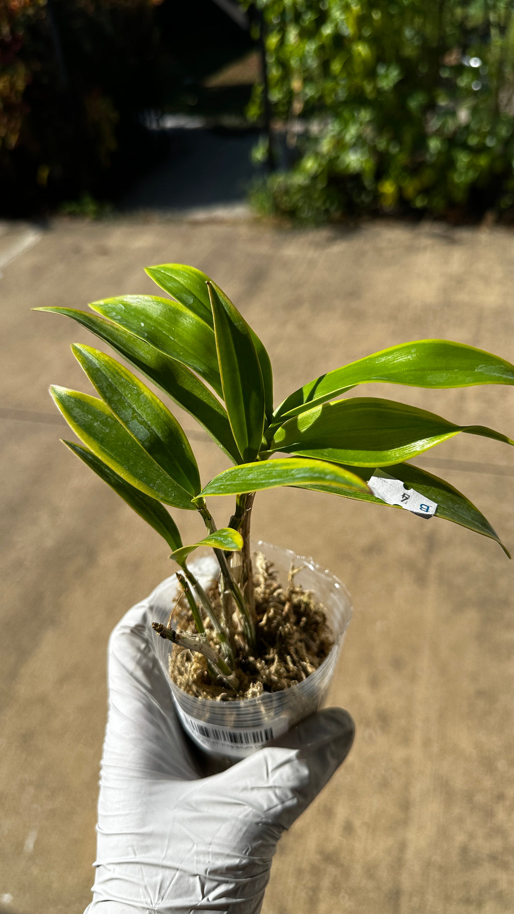 Dendrobium kingianum (variegata) variegated