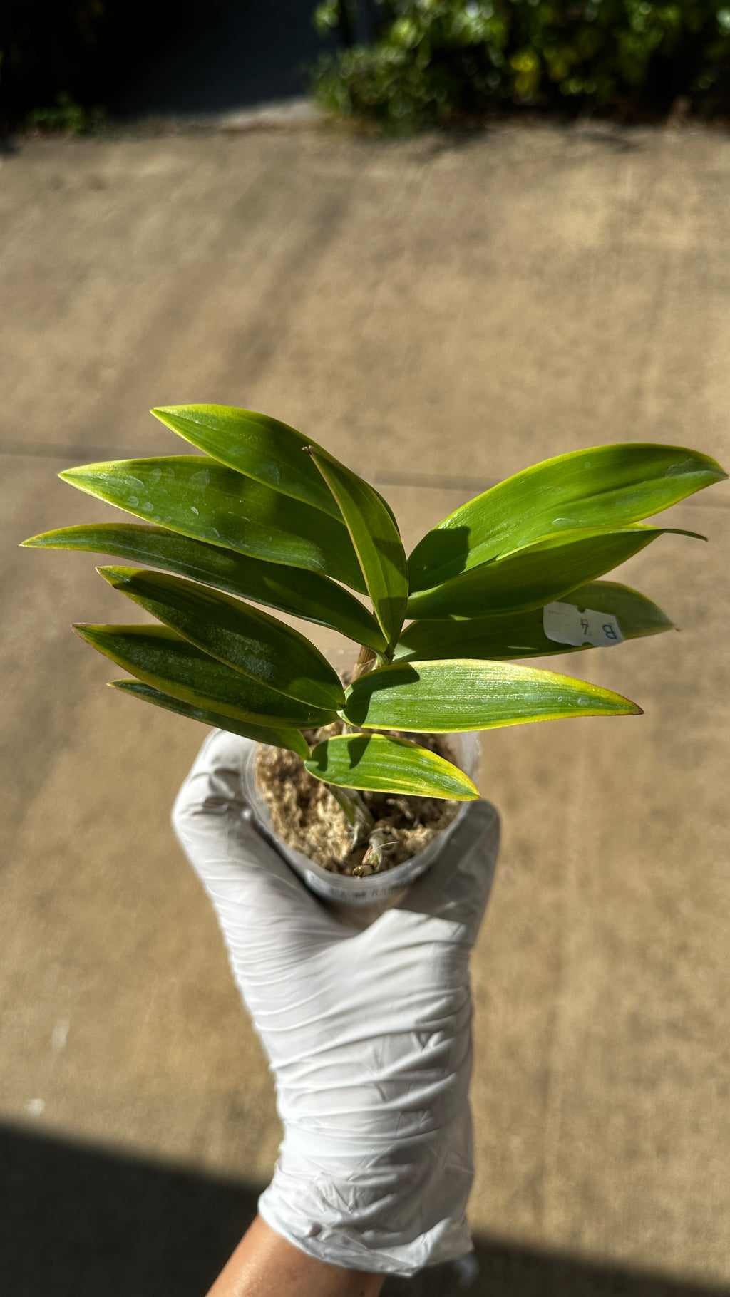 Dendrobium kingianum (variegata) variegated