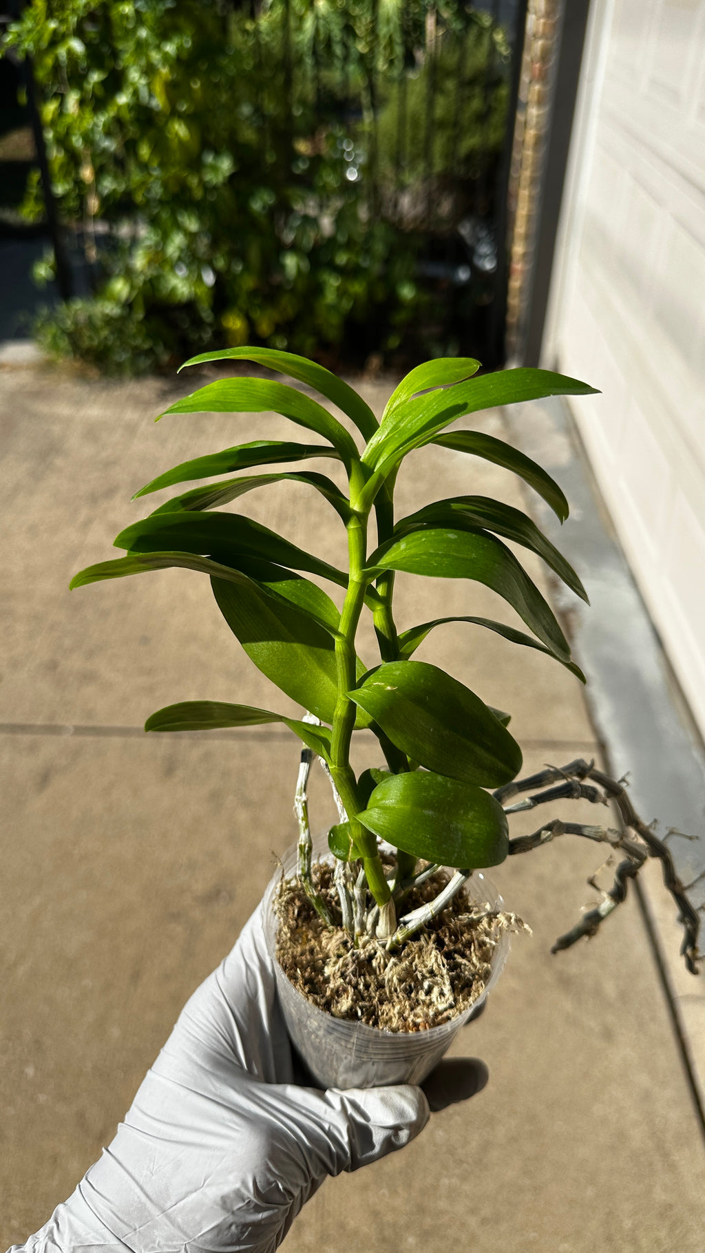 Dendrobium parishii var. alba x sib