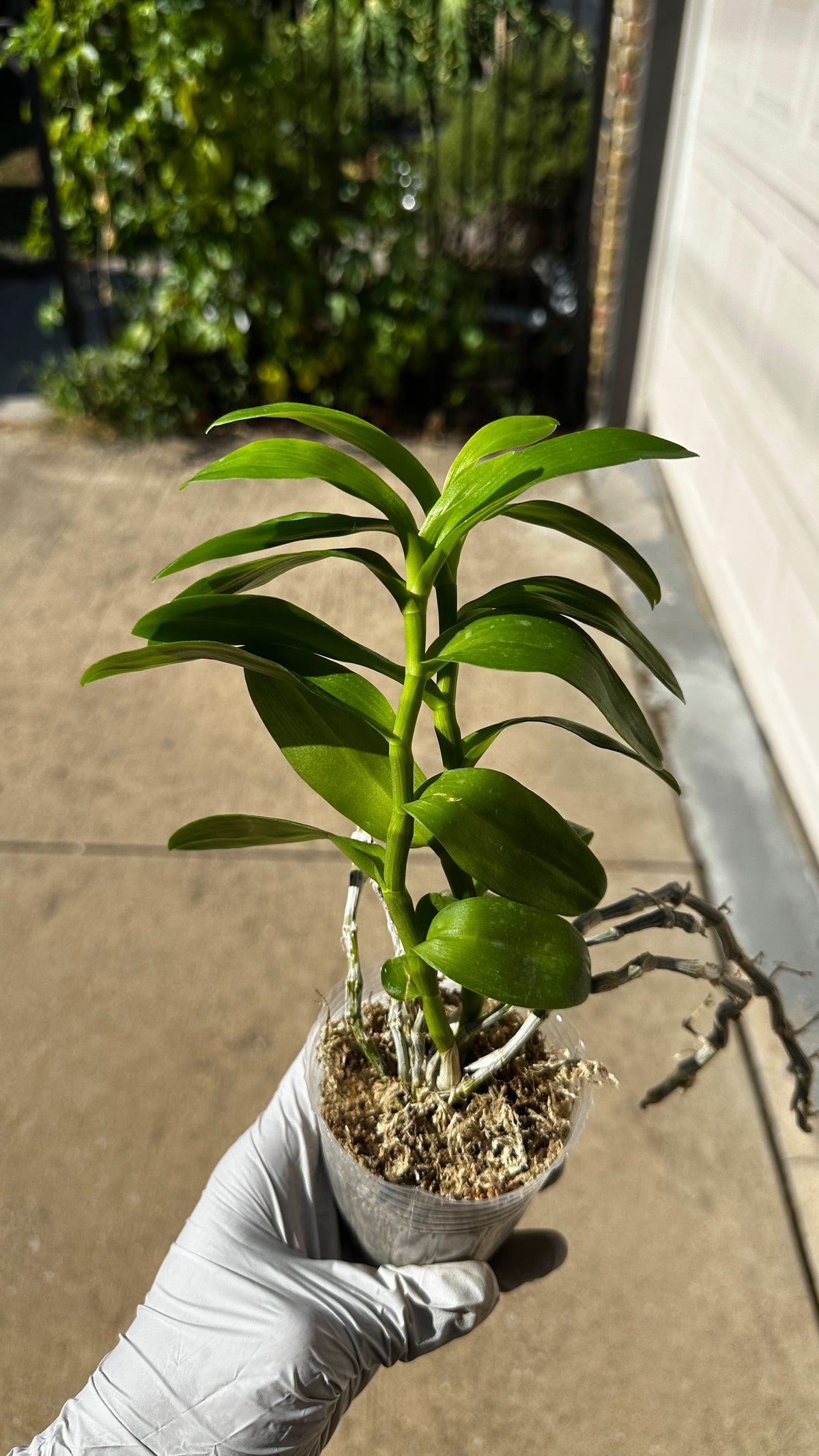 Dendrobium parishii var. alba x sib