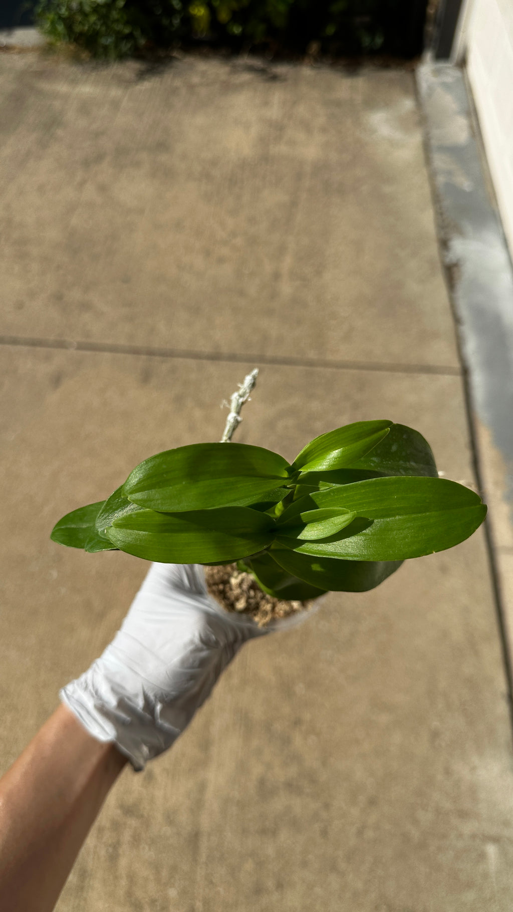 Dendrobium parishii var. alba x sib