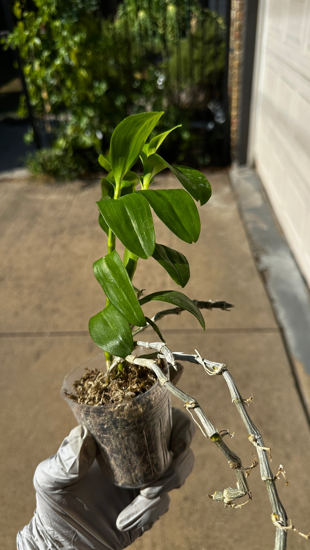 Dendrobium parishii var. alba x sib