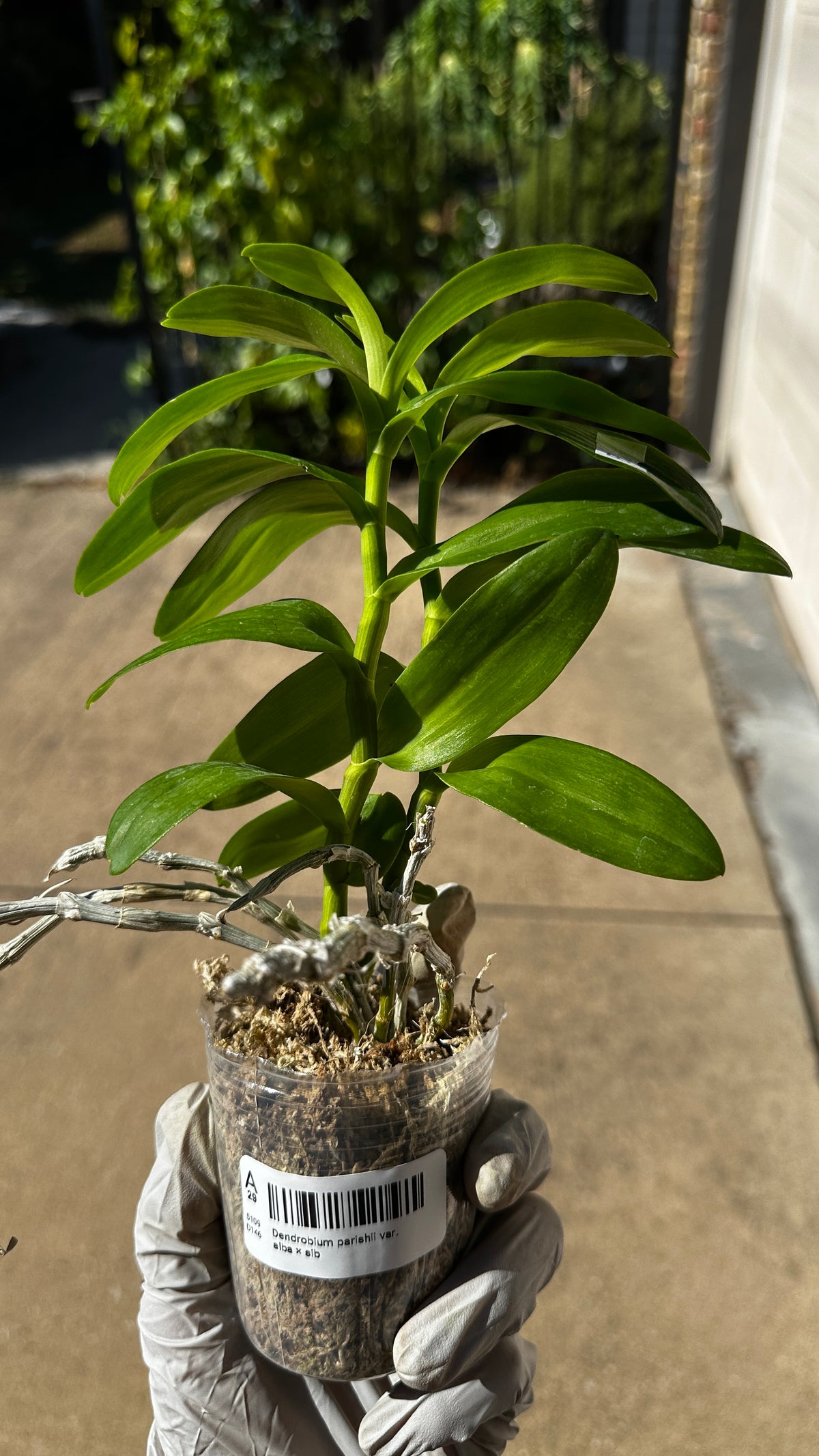 Dendrobium parishii var. alba x sib