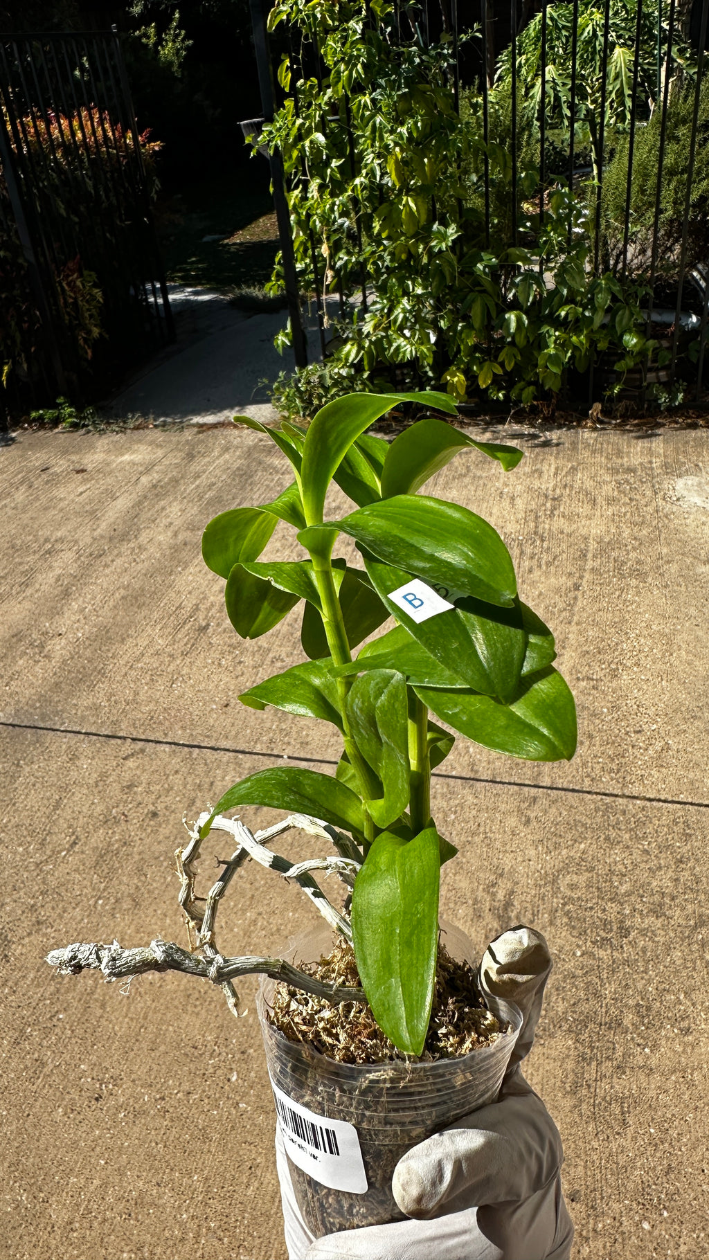 Dendrobium parishii var. alba x sib
