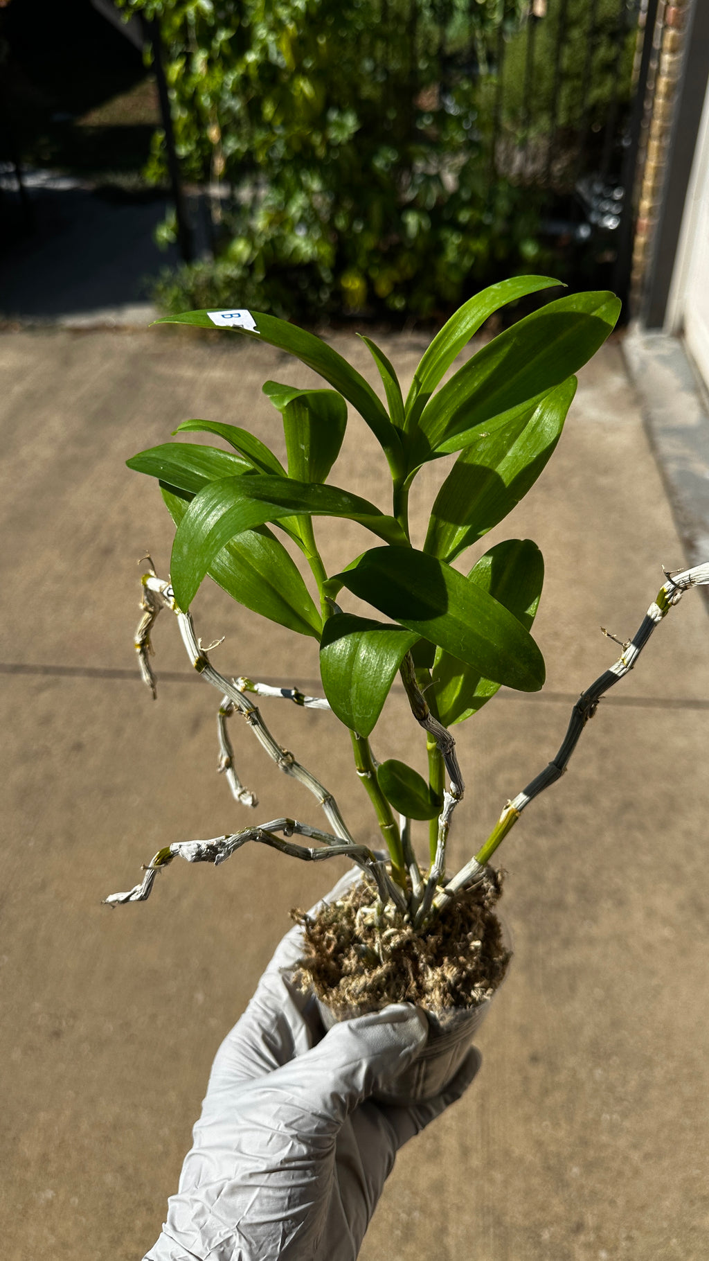 Dendrobium parishii var. alba x sib