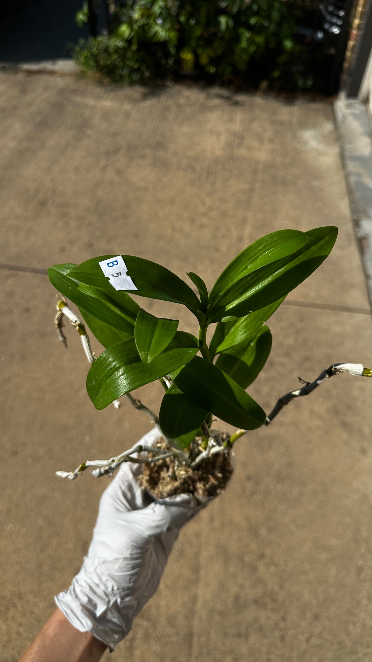 Dendrobium parishii var. alba x sib