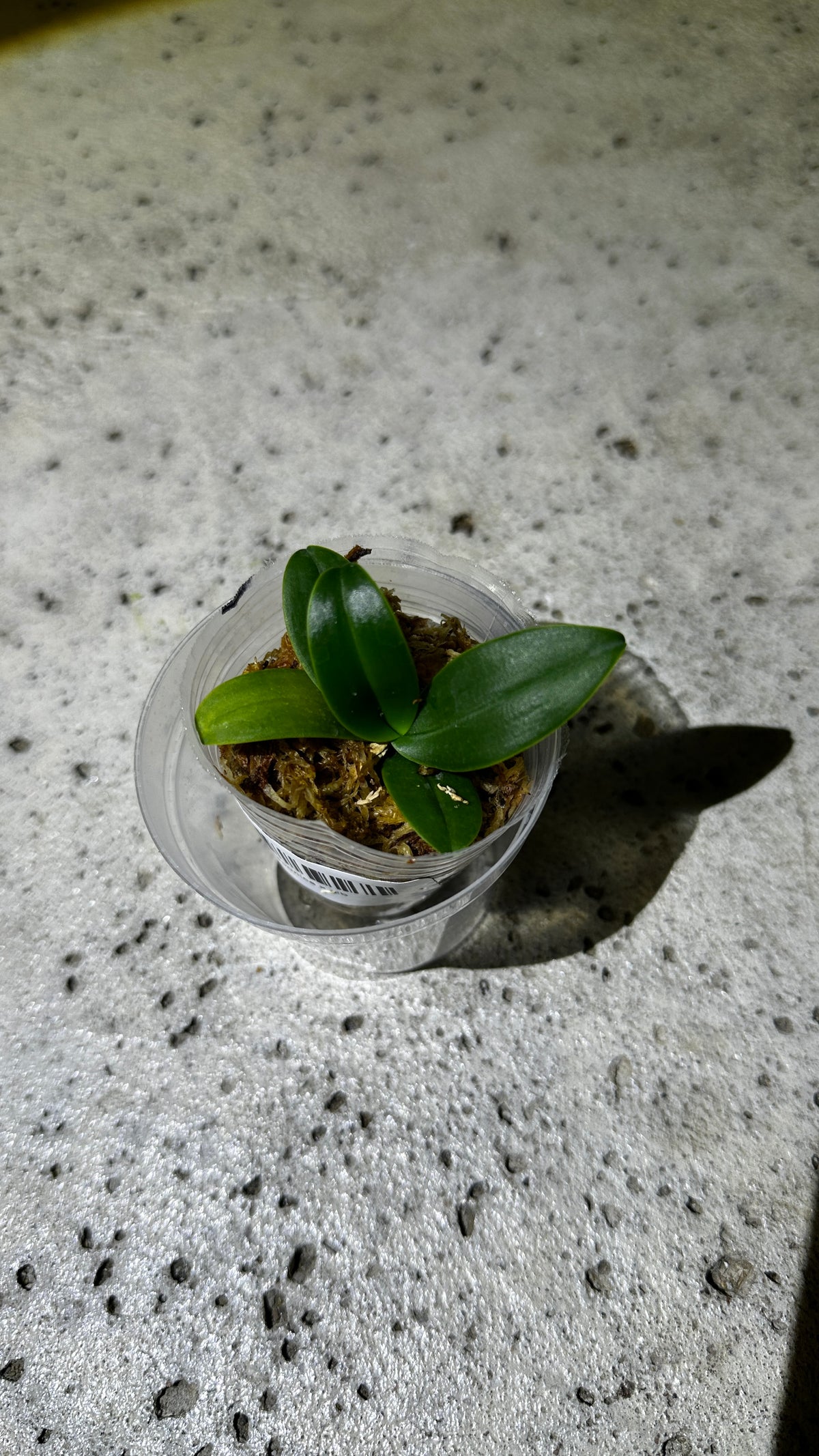 Sedirea japonica x sib