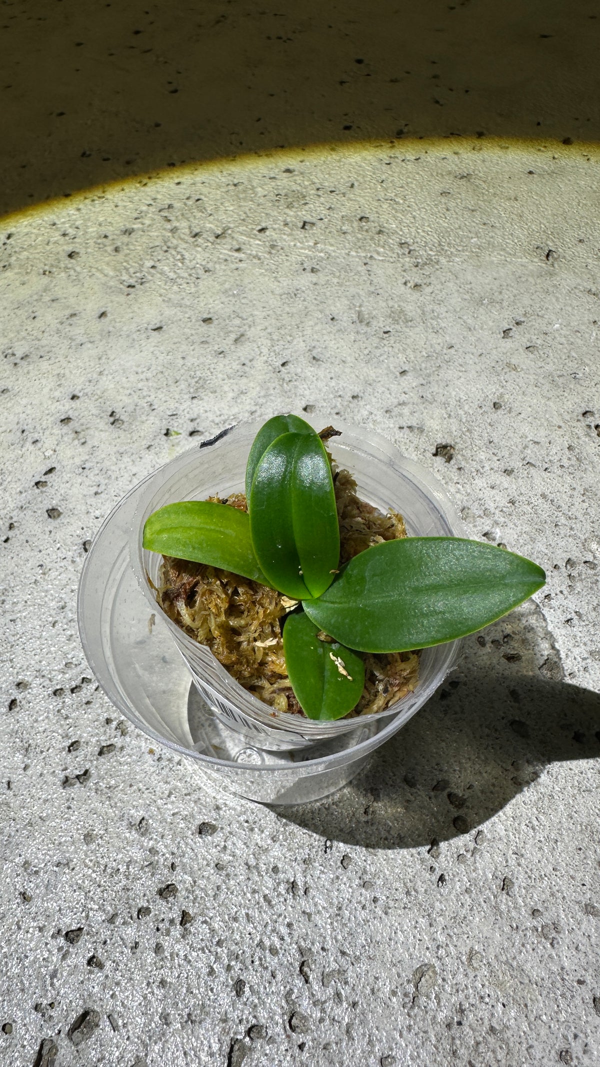 Sedirea japonica x sib