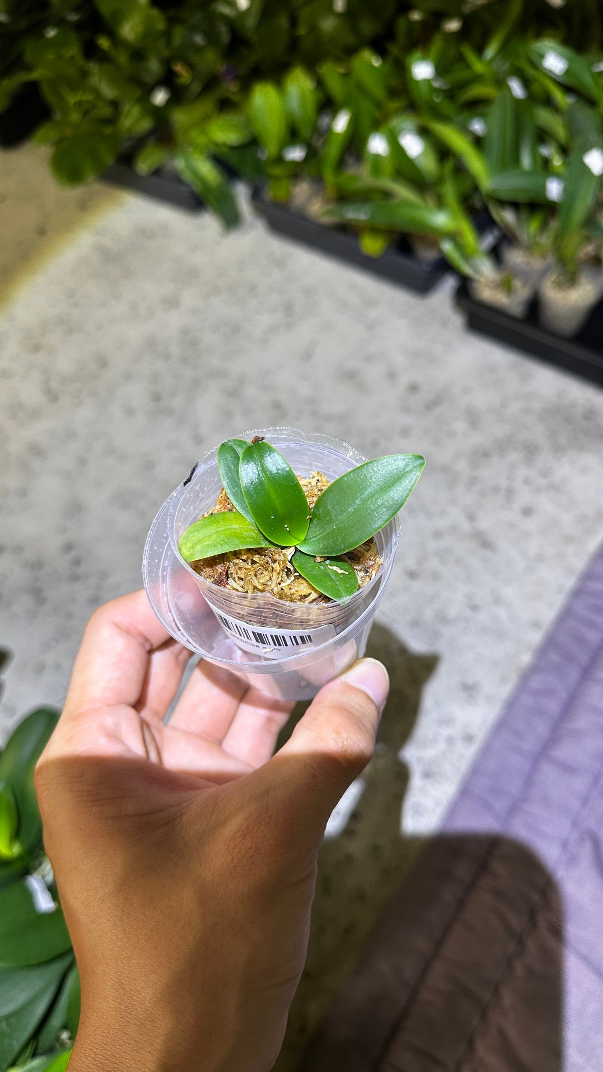 Sedirea japonica x sib