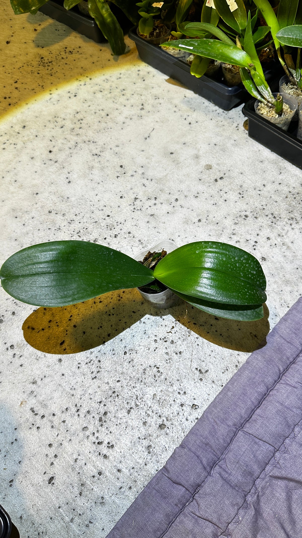 Phalaenopsis Little Gem Stripes