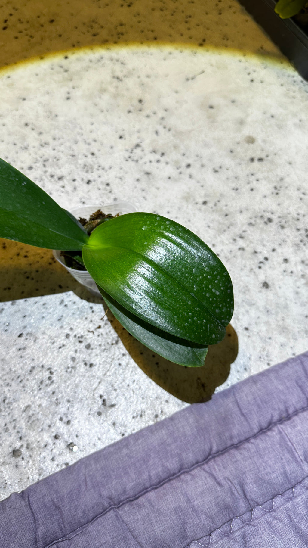 Phalaenopsis Little Gem Stripes