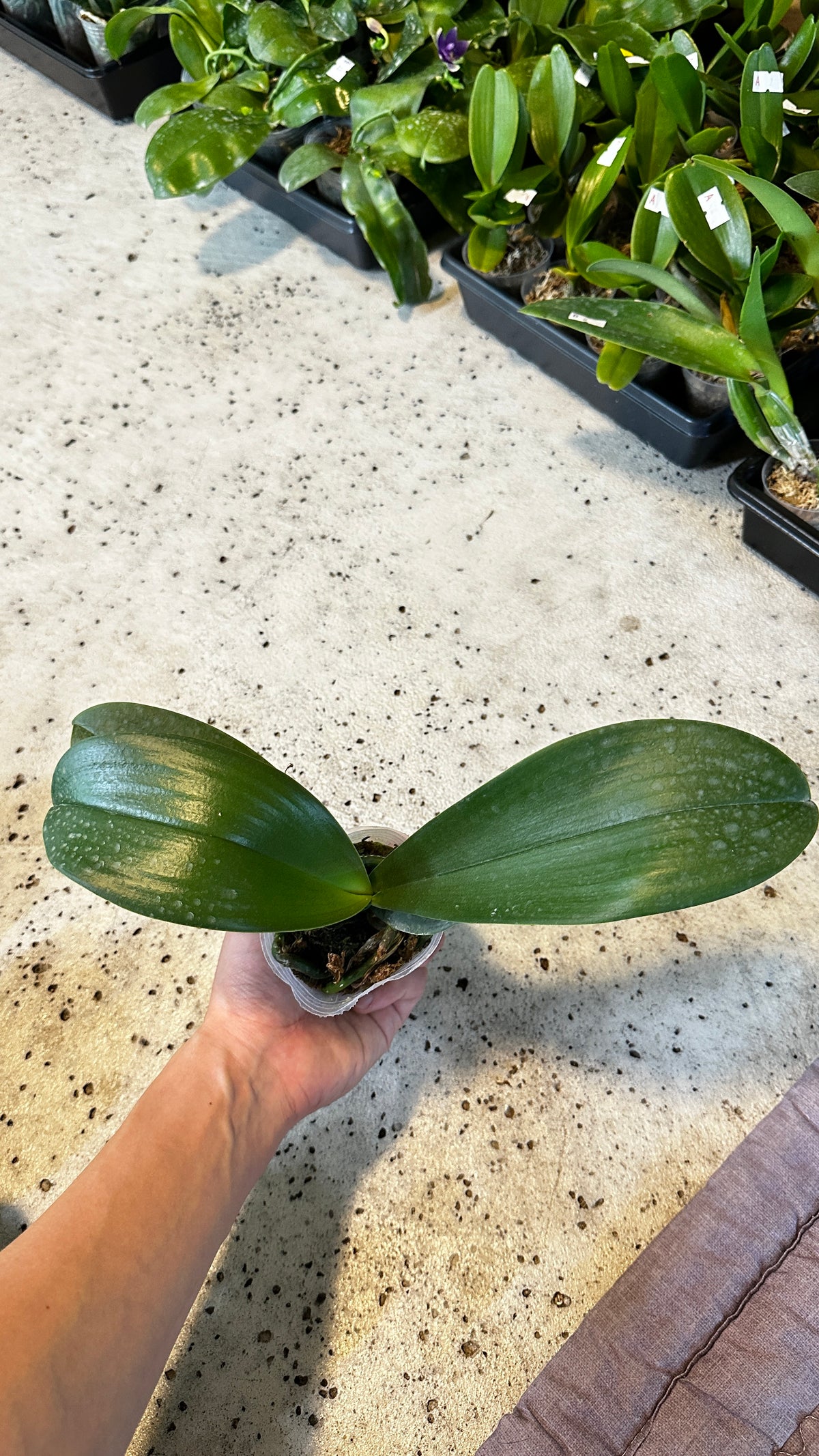 Phalaenopsis Little Gem Stripes
