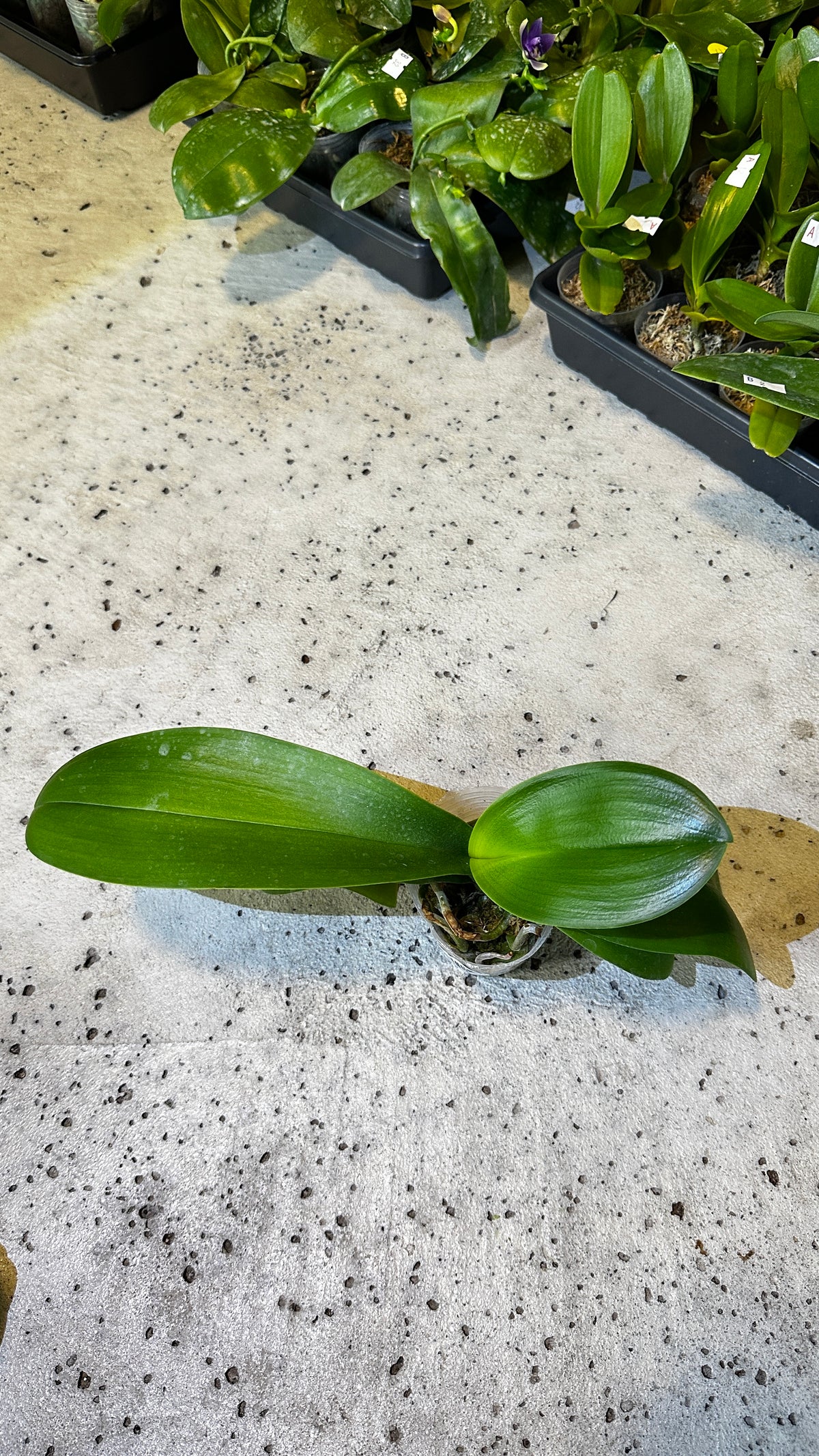 Phalaenopsis Champion Lightning 'Neon'
