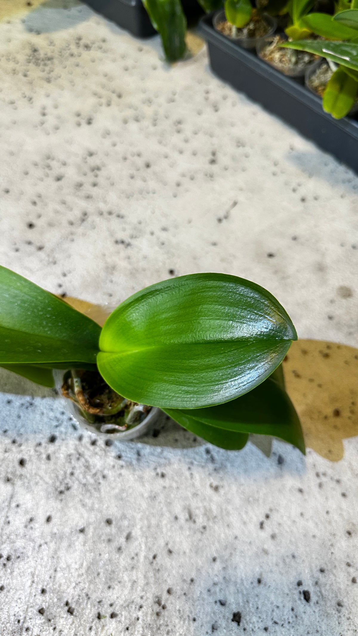 Phalaenopsis Champion Lightning 'Neon'