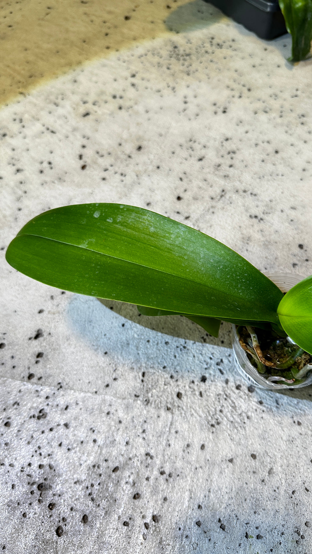 Phalaenopsis Champion Lightning 'Neon'