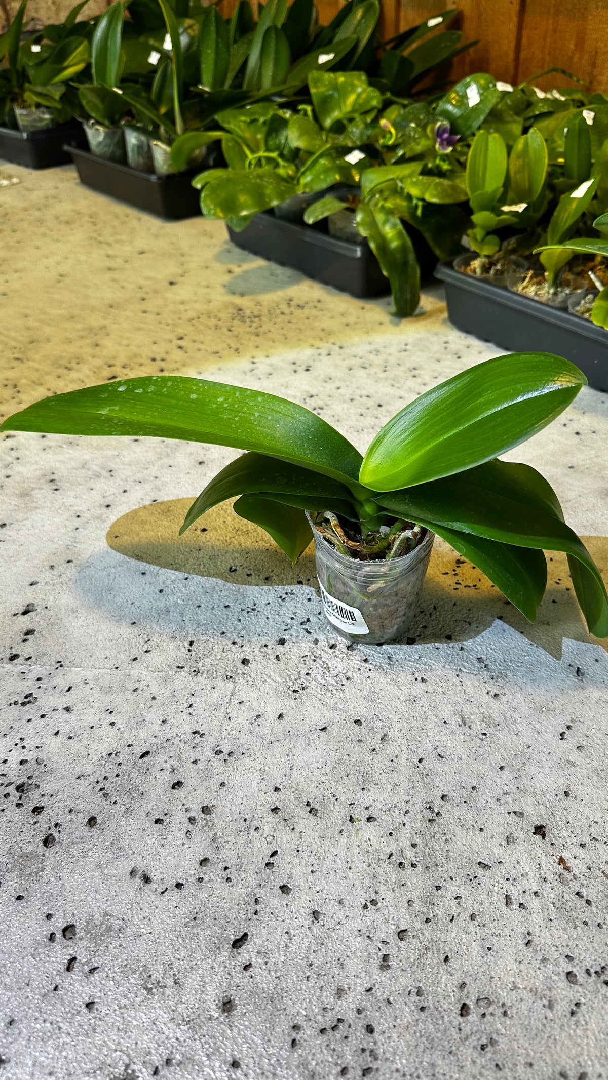 Phalaenopsis Champion Lightning 'Neon'
