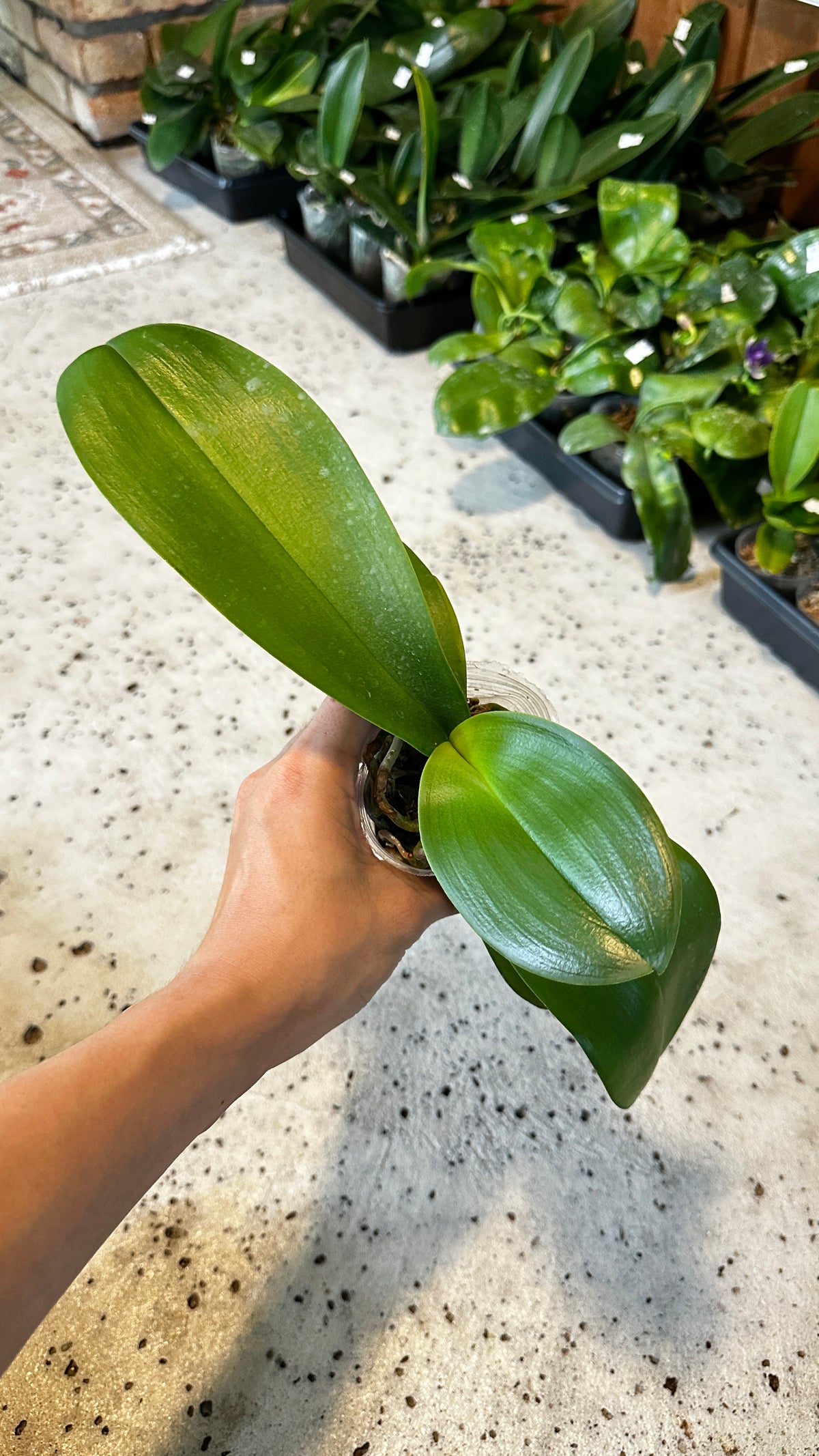 Phalaenopsis Champion Lightning 'Neon'