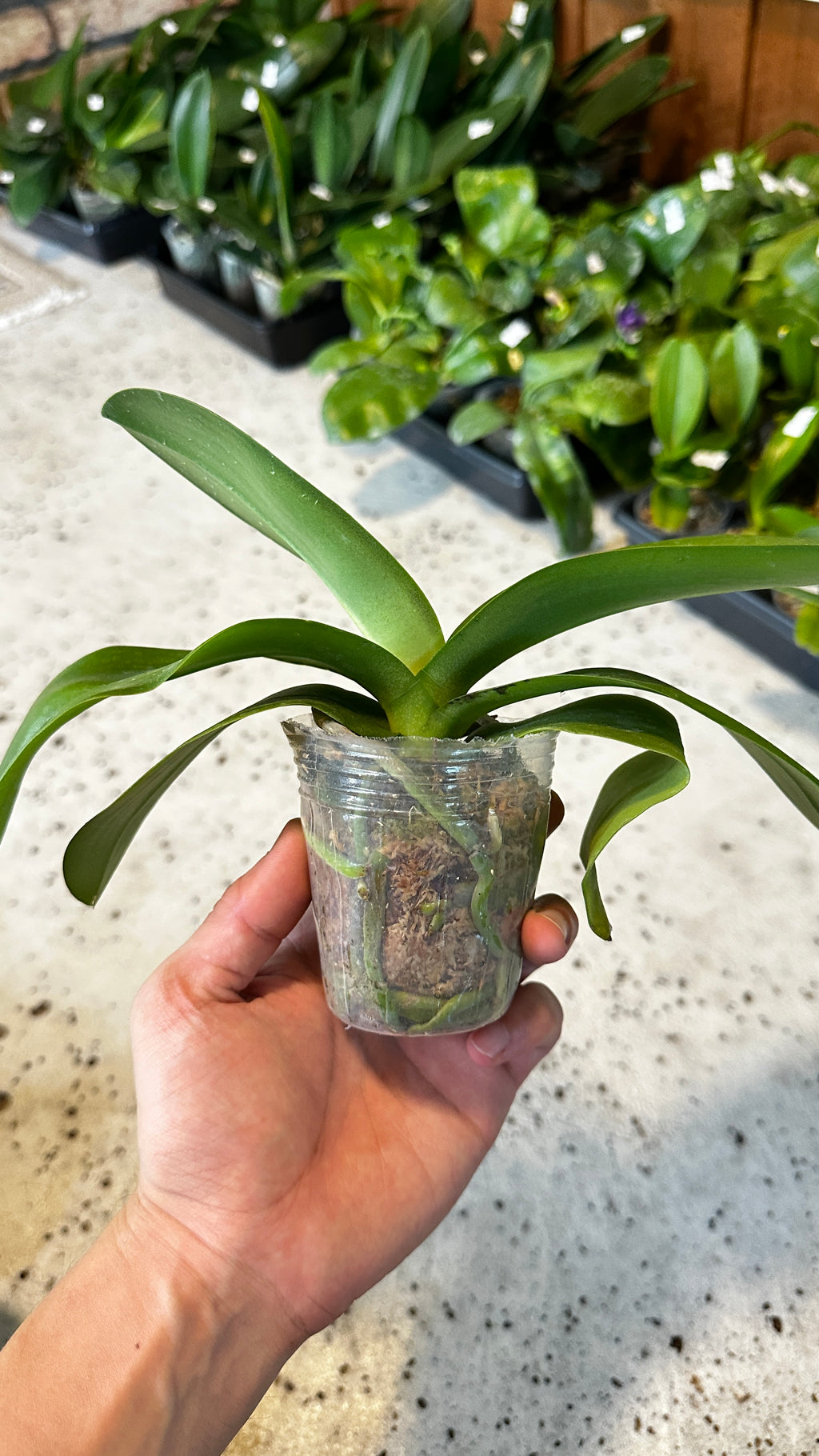 Phalaenopsis Champion Lightning 'Neon'