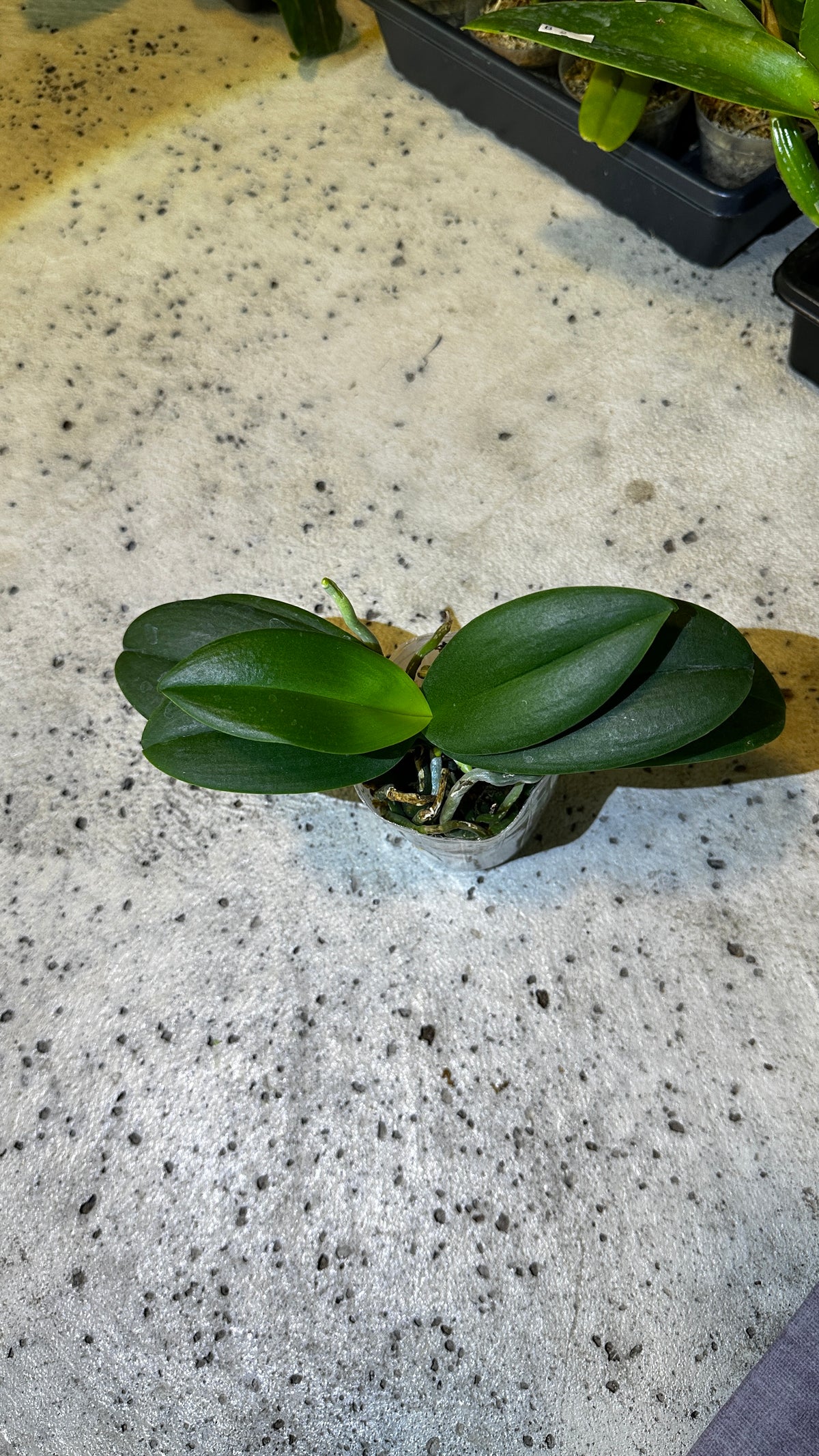 Phalaenopsis Reyoung Ultra Violet