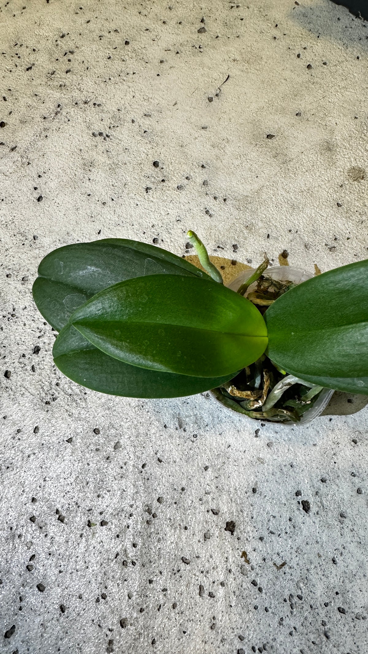 Phalaenopsis Reyoung Ultra Violet