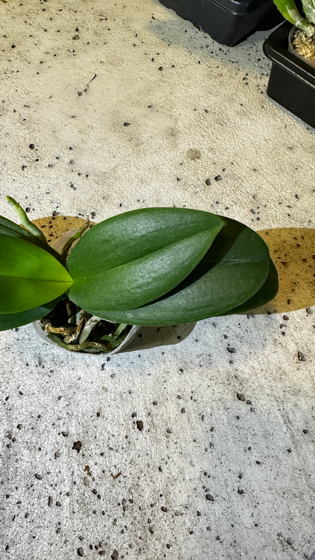 Phalaenopsis Reyoung Ultra Violet