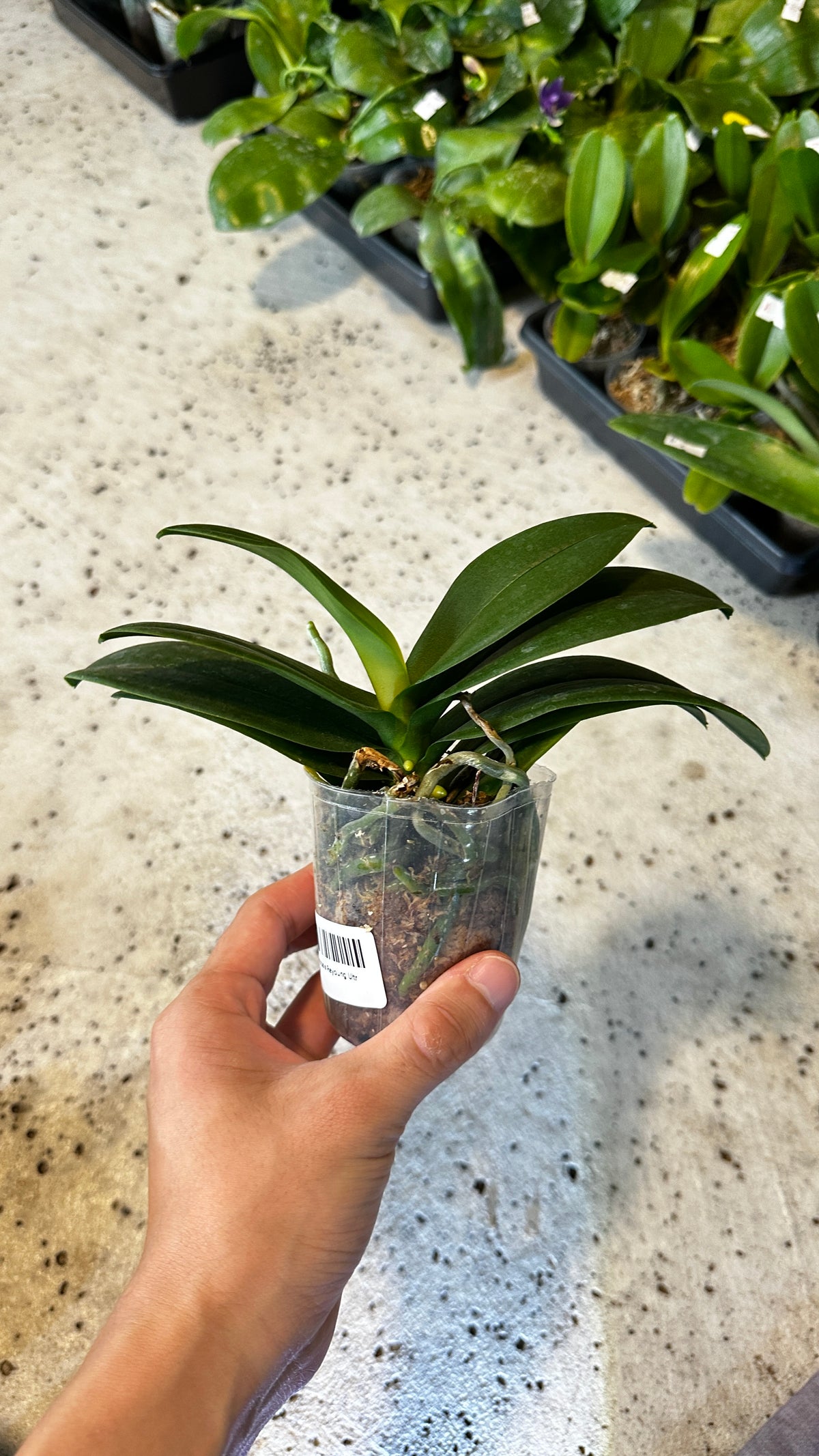 Phalaenopsis Reyoung Ultra Violet