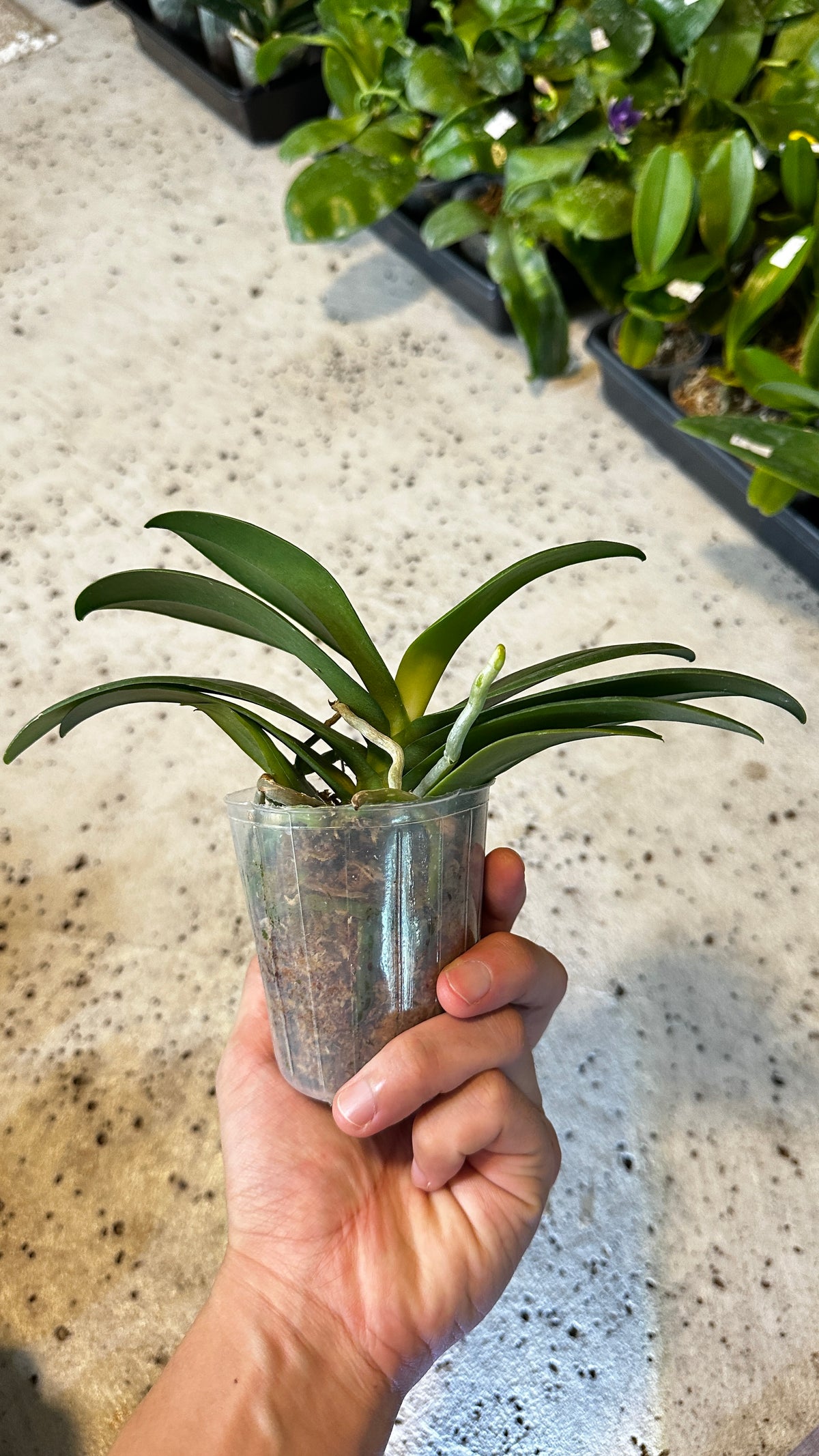 Phalaenopsis Reyoung Ultra Violet
