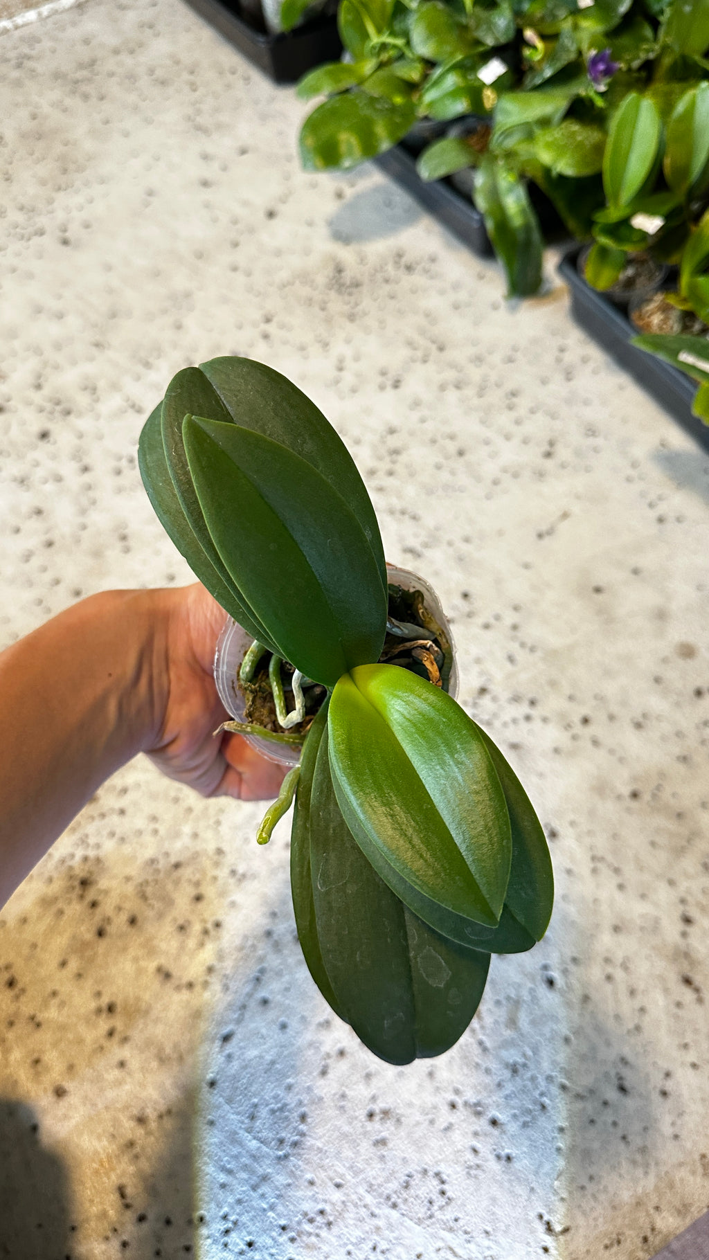 Phalaenopsis Reyoung Ultra Violet