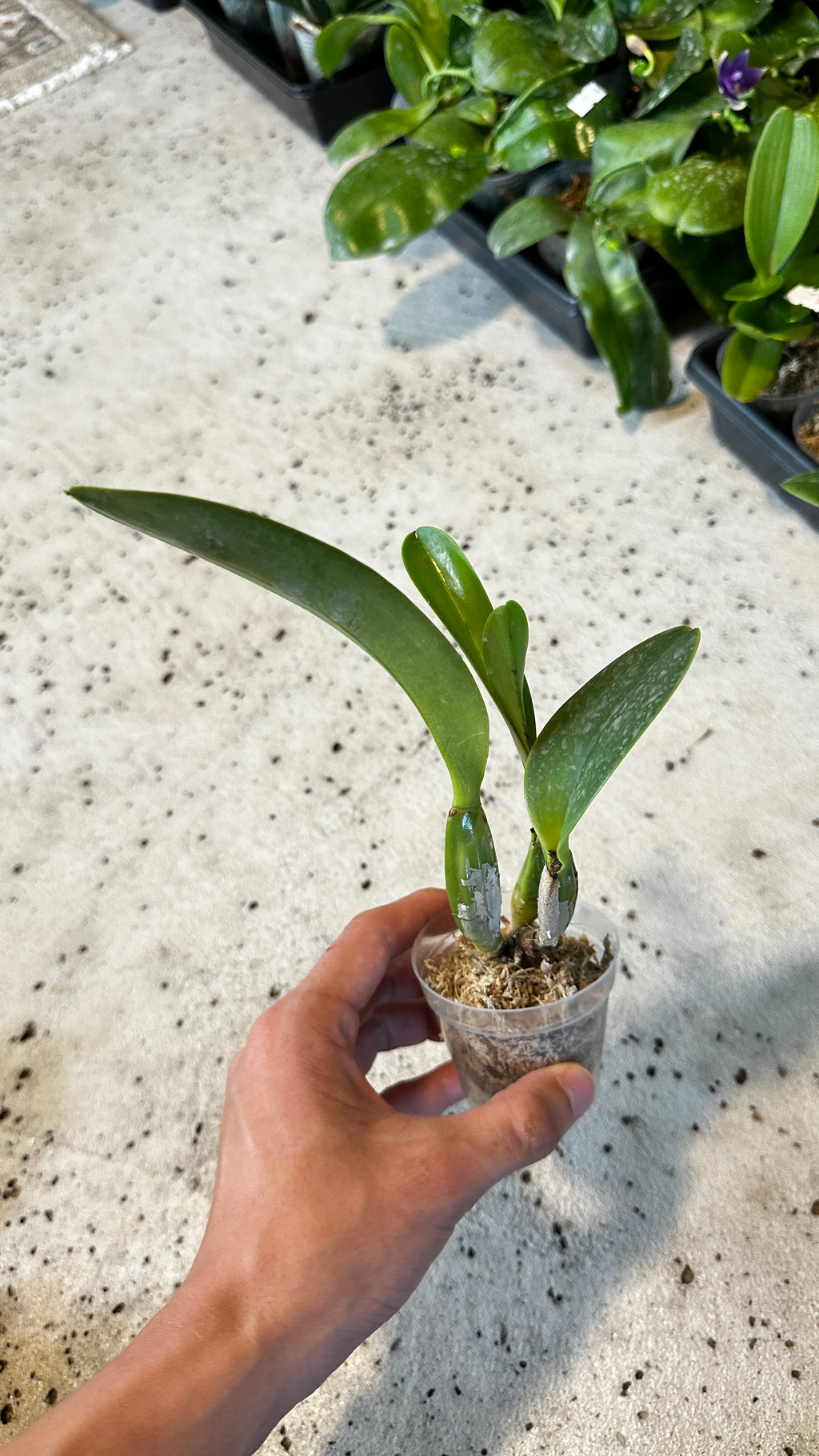 Cattleya Sea Breeze (= warneri x walkeriana)