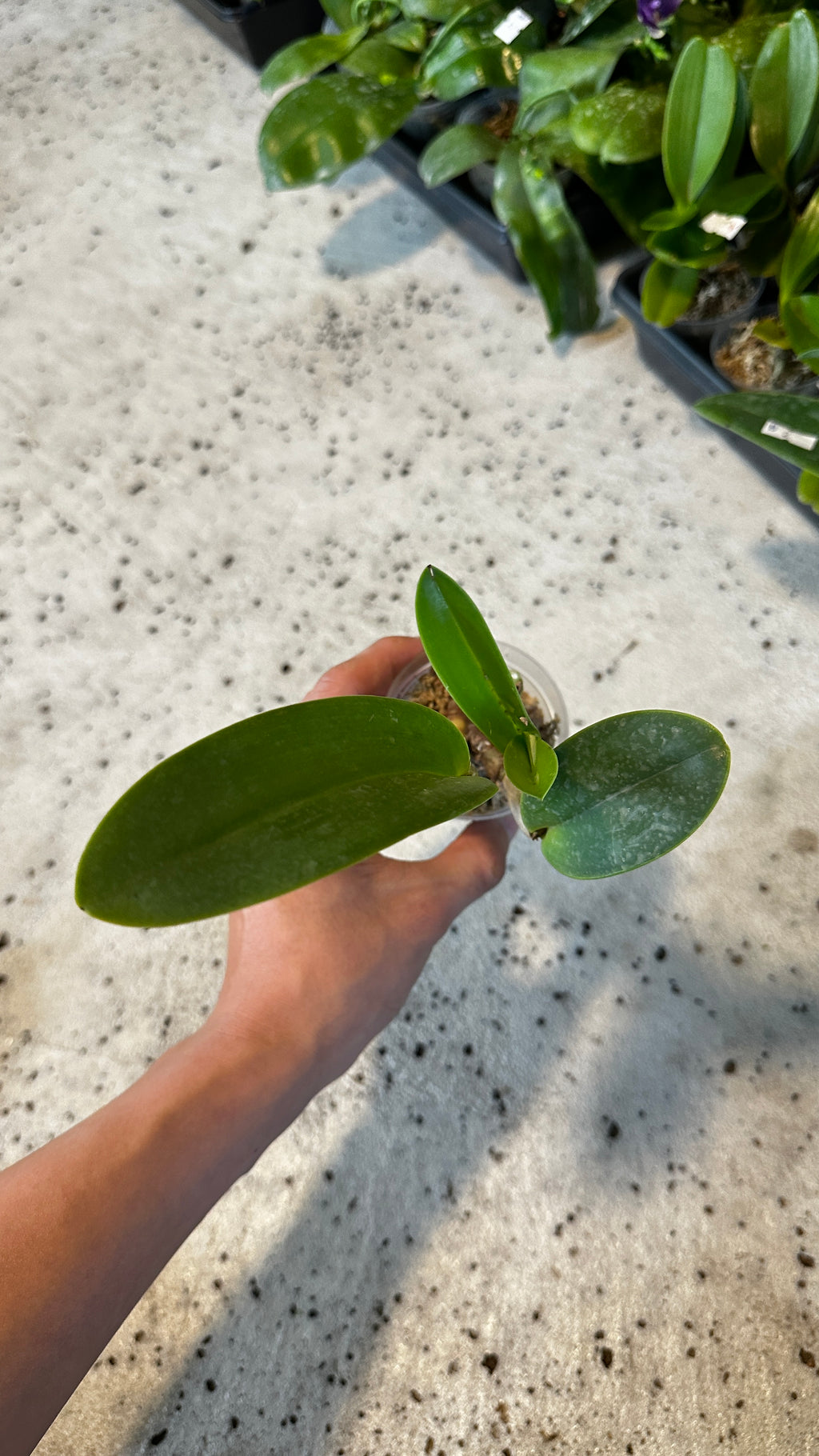 Cattleya Sea Breeze (= warneri x walkeriana)