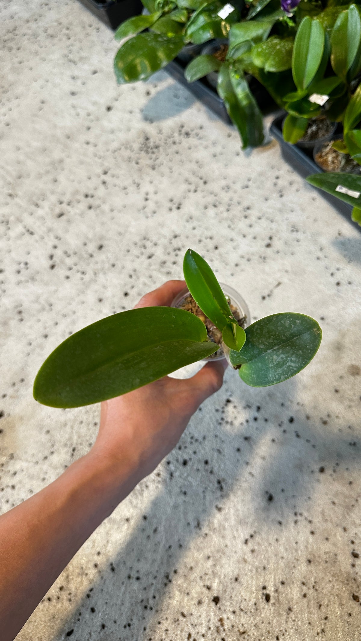 Cattleya Sea Breeze (= warneri x walkeriana)