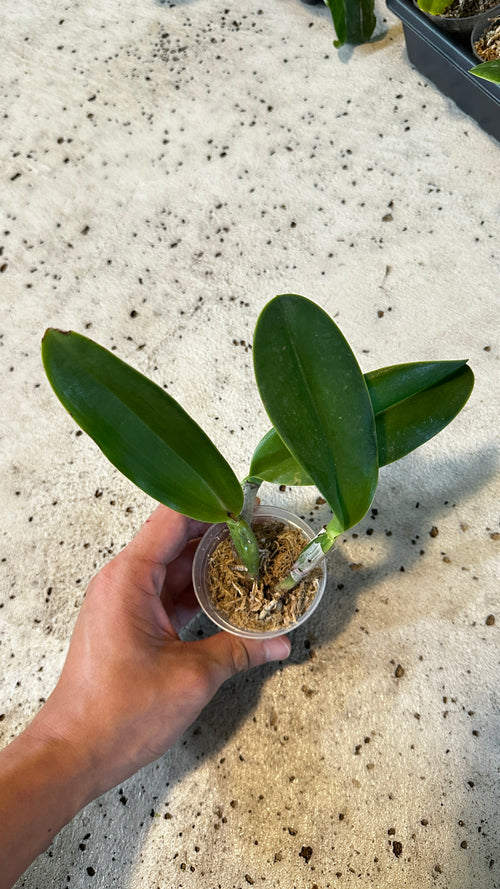 Cattleya Sea Breeze (= warneri x walkeriana)