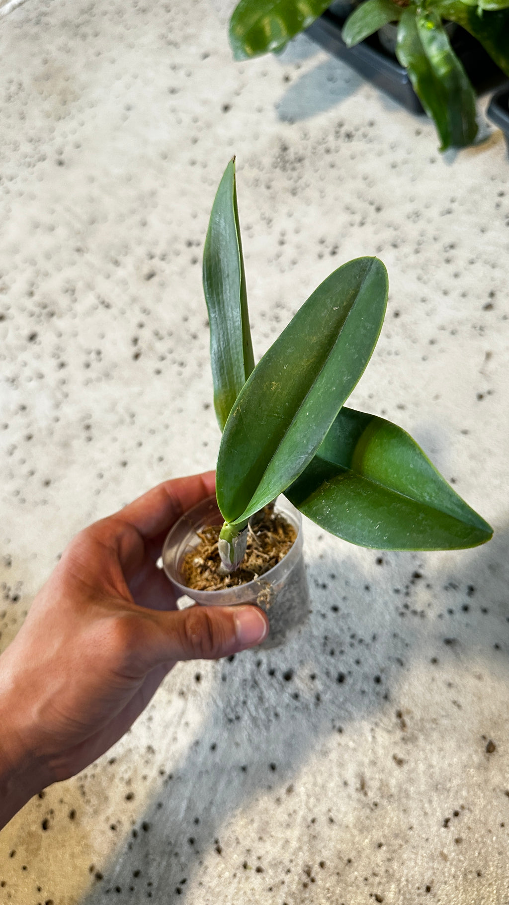 Cattleya Sea Breeze (= warneri x walkeriana)