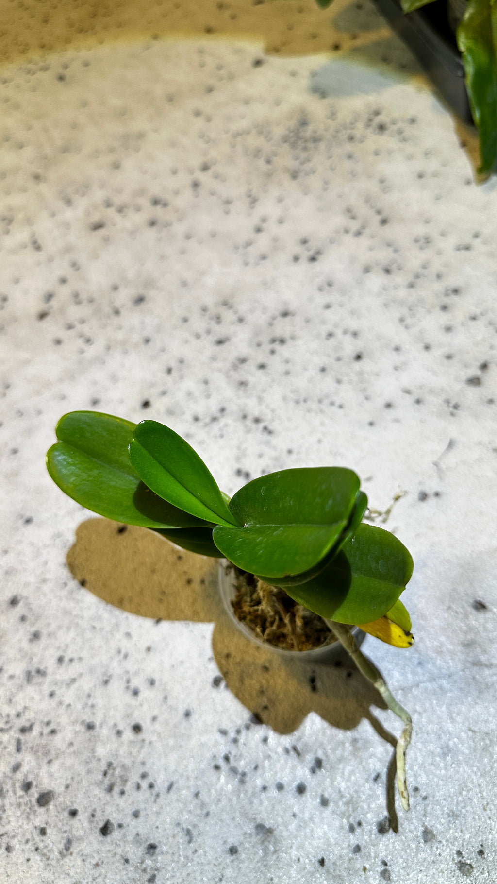 Aerides houlletiana x sib