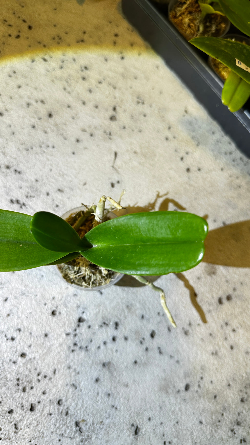 Aerides houlletiana x sib
