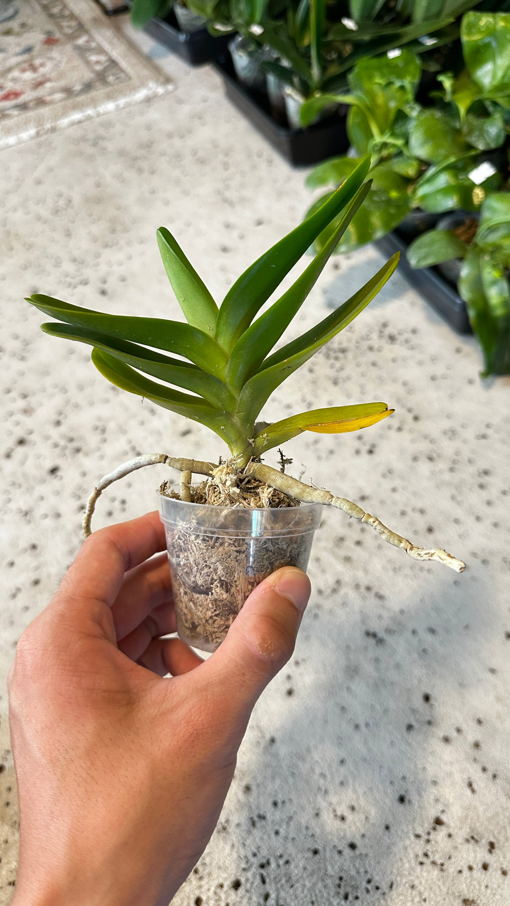 Aerides houlletiana x sib