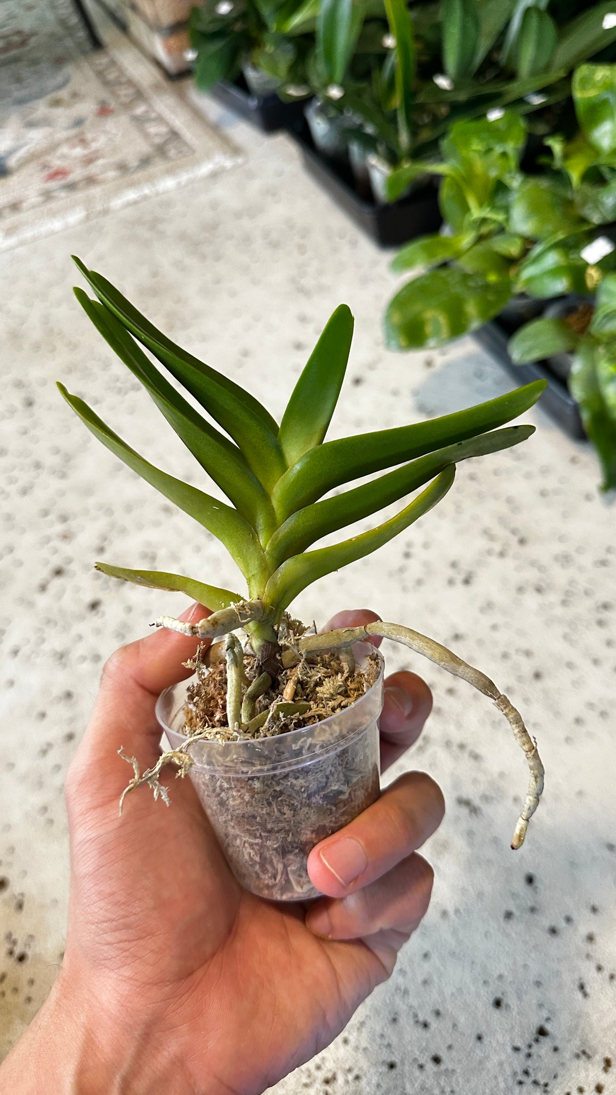 Aerides houlletiana x sib